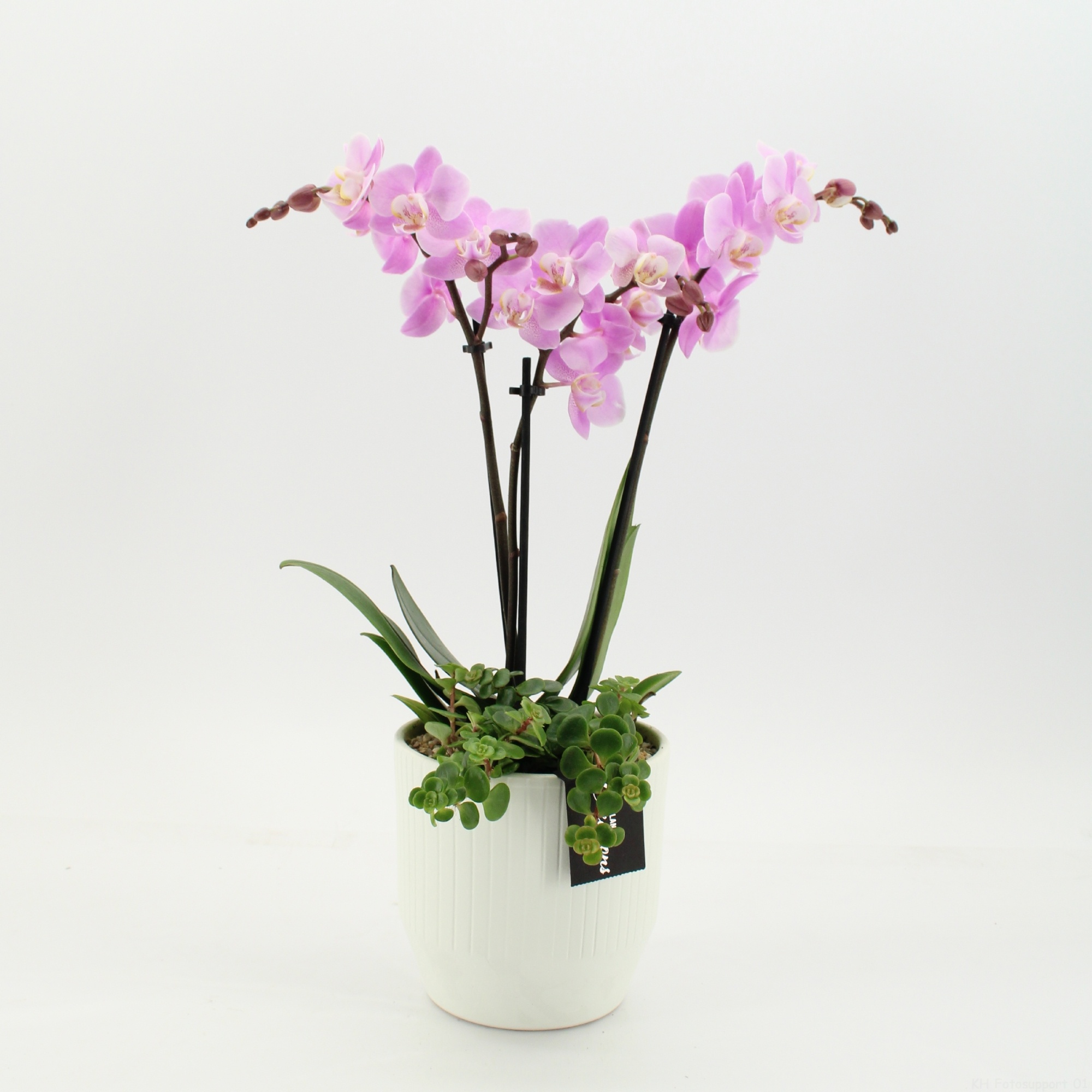 PHAL-2656RZ Phalaenopsis creatie, D 14