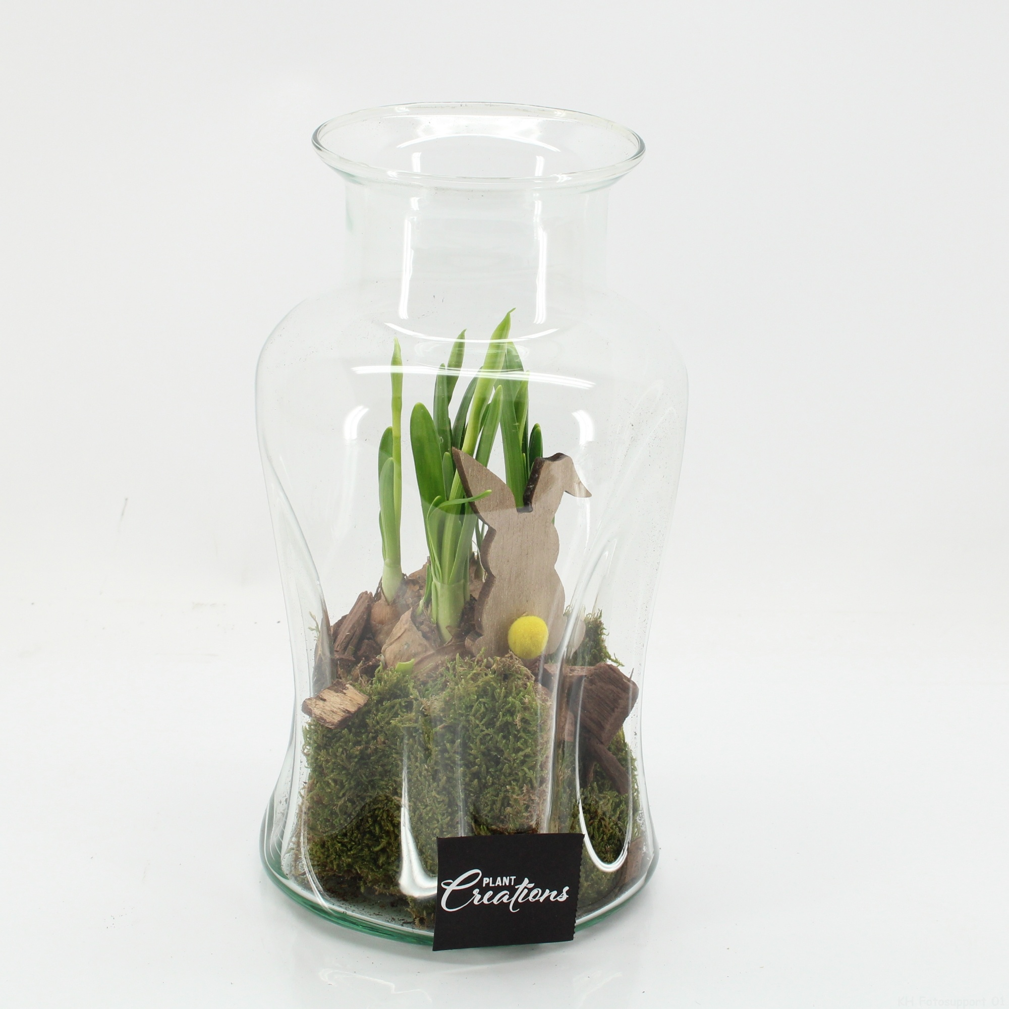 PNCR-2641 Paas narcis creatie, D 17