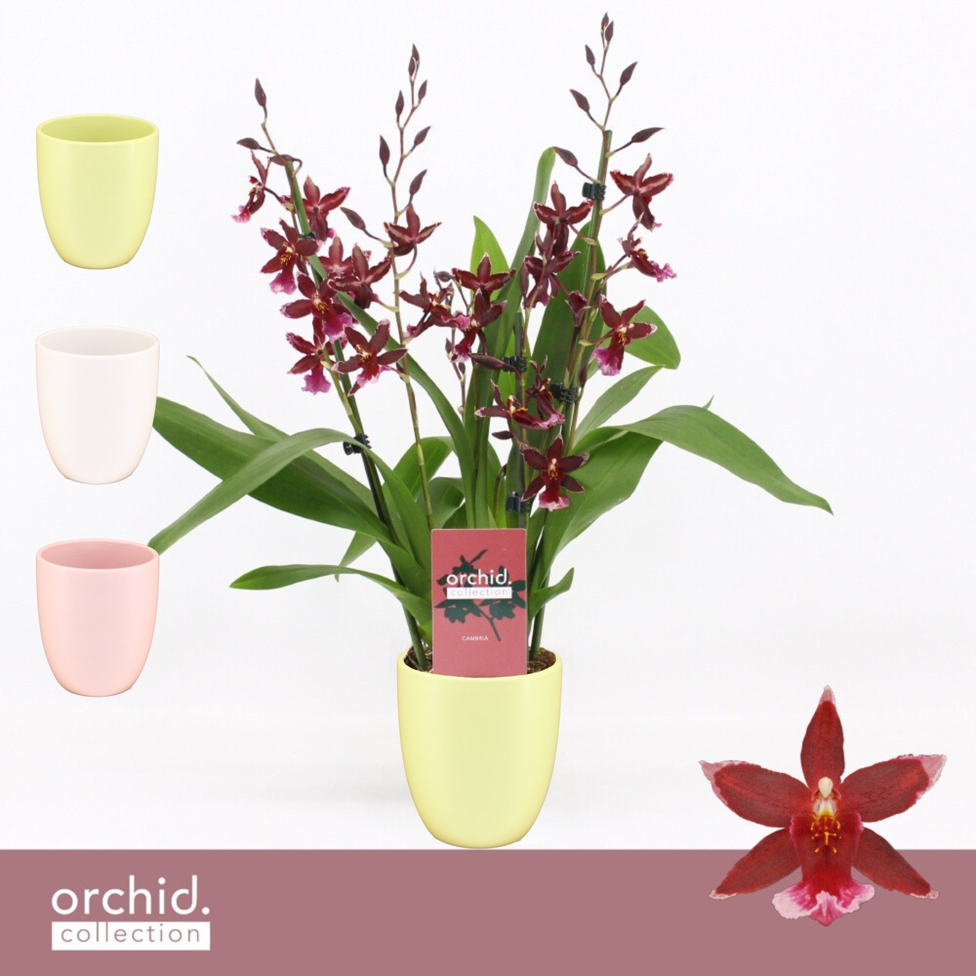 Barrocco Red, 3/4-spike in Lotte 'Orchid Collection', D 12