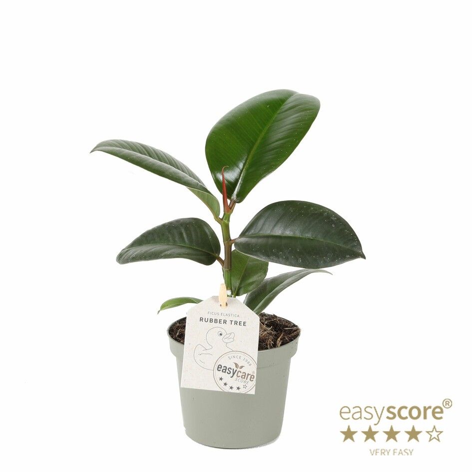 FICUS ELASTICA 'SOFIA ', D 9