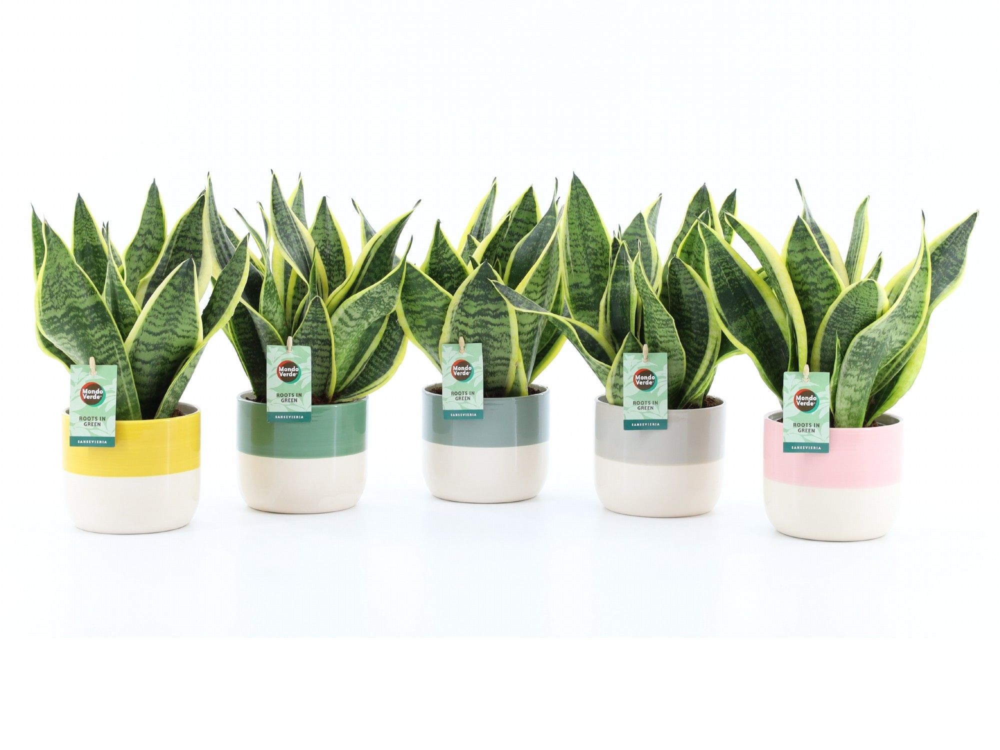 Sansevieria 'Futura Superba' in Two Tone keramiek, D 13