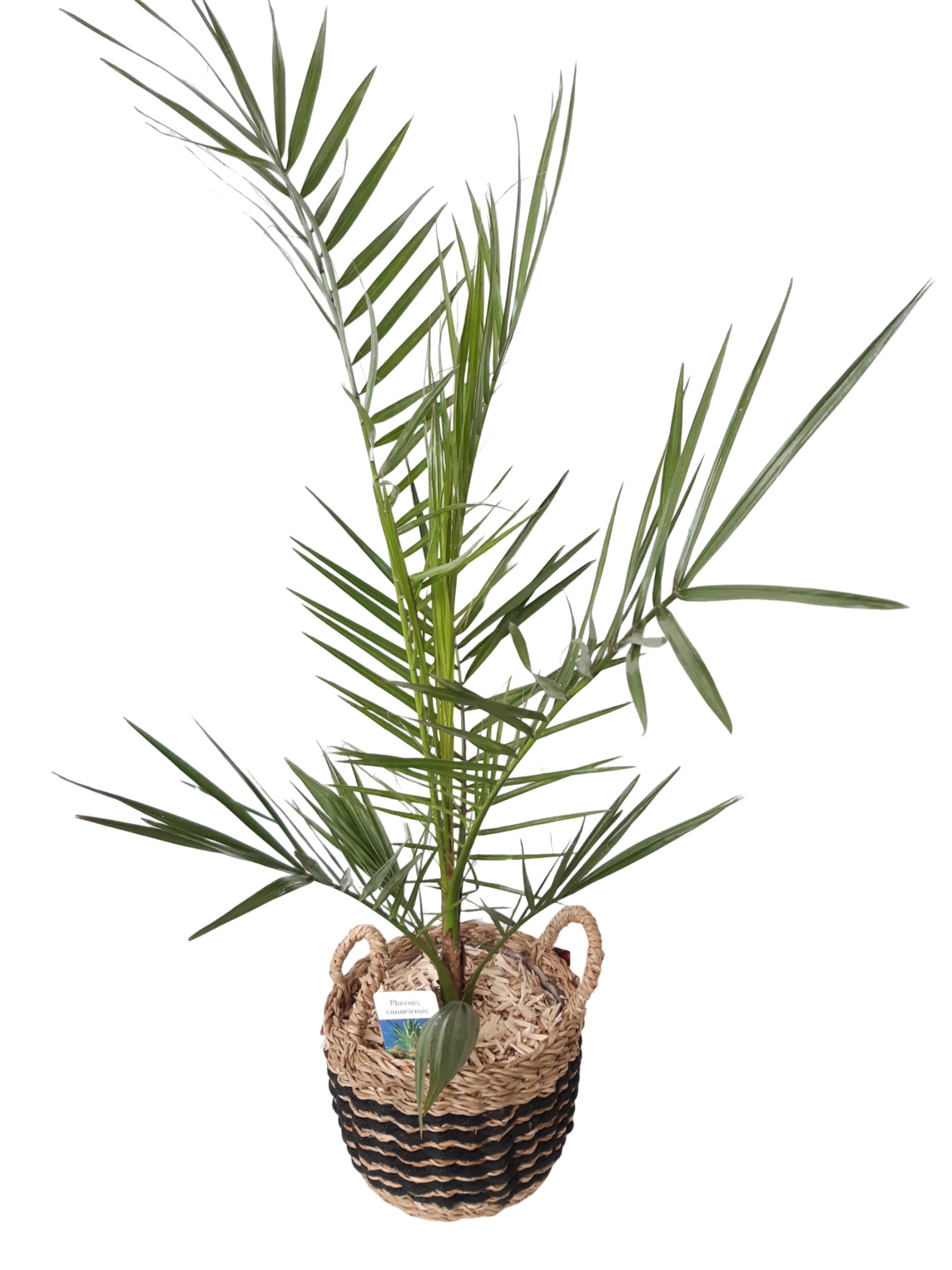 ZM22PHOCA Zebramand 22cm Phoenix Canarien, D 22