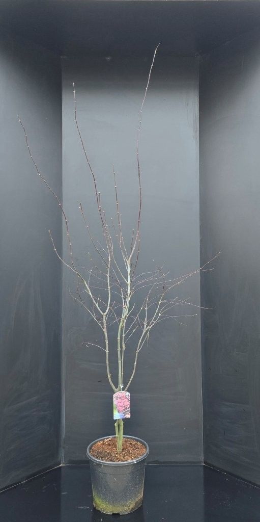 Acer palmatum Bloodgood, D 29