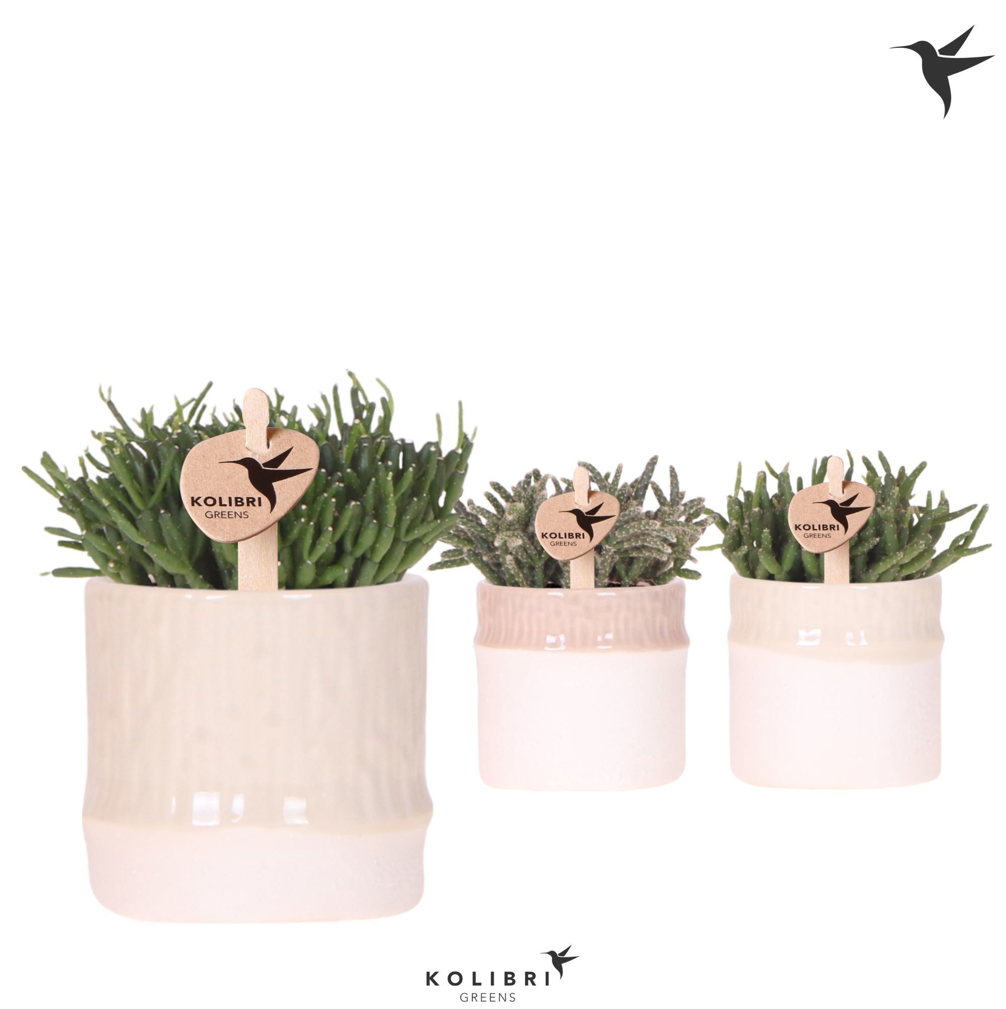 Kolibri Greens Rhipsalis mix in Bamboo pot mix, D 6