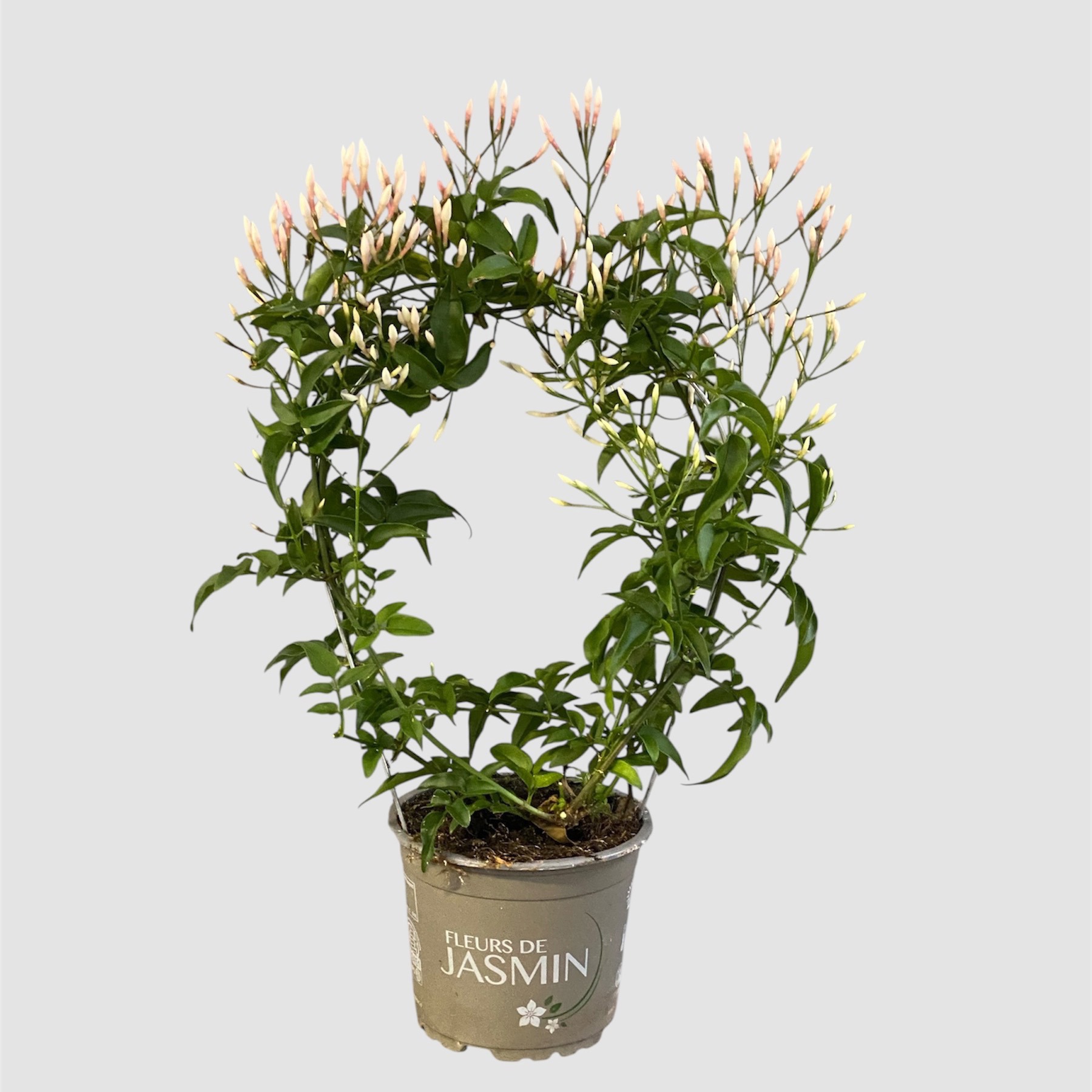 Jasminum polyanthum 100+ knoppen, D 12