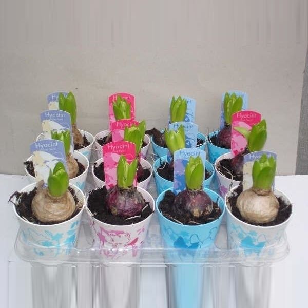 Hyacint Gemengd in Fiora pot, D 9