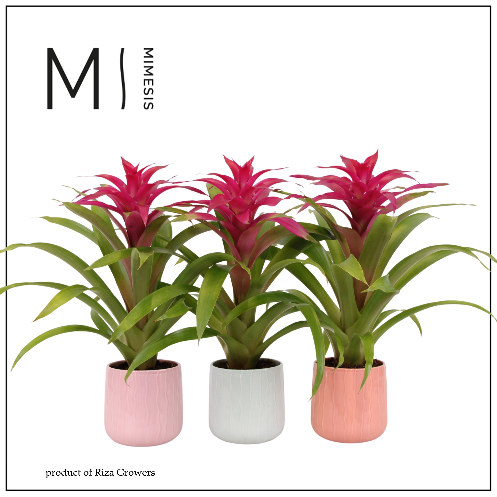 Guzmania Deseo Pink - 12cm in Belize | Mimesis, D 12