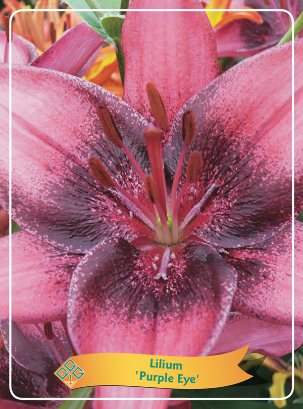 Lilium 'Purple Eye' P11, D 11