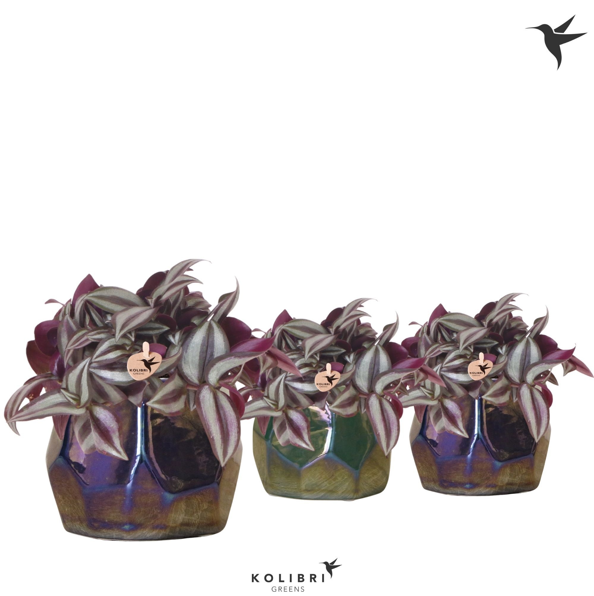 Kolibri Greens Tradescantia Zebrina in Pearl pot blue green mix, D 9