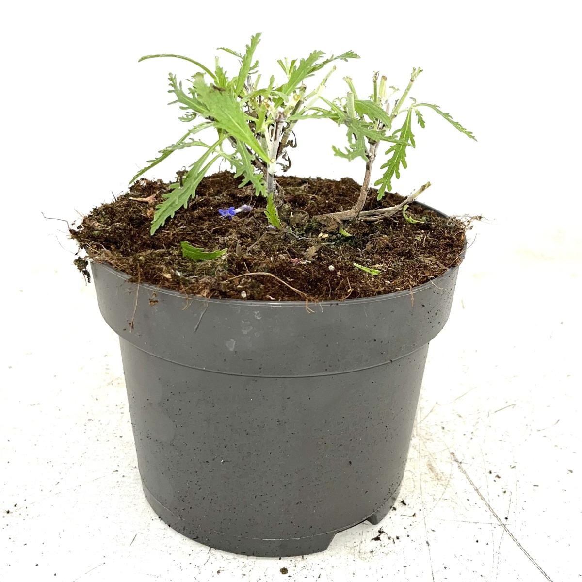 Perovskia 'Blue Spire', D 17