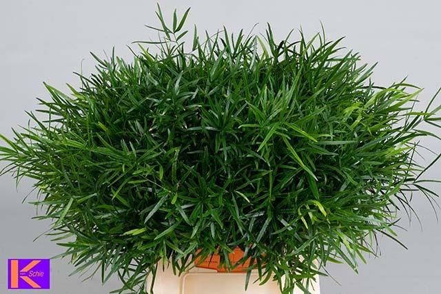 Аспарагус Фалькатус 40, шт.