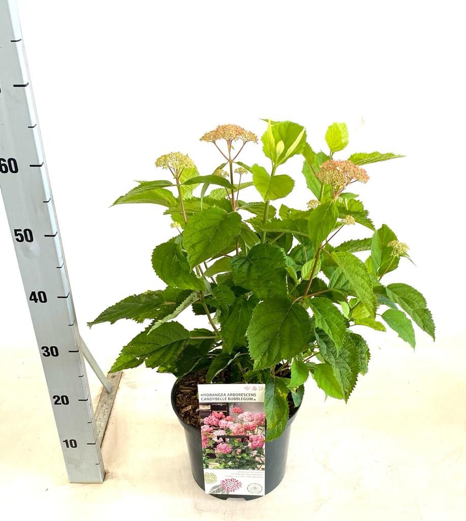 Hydrangea arborescens Candybelle Bubblegum, D 23