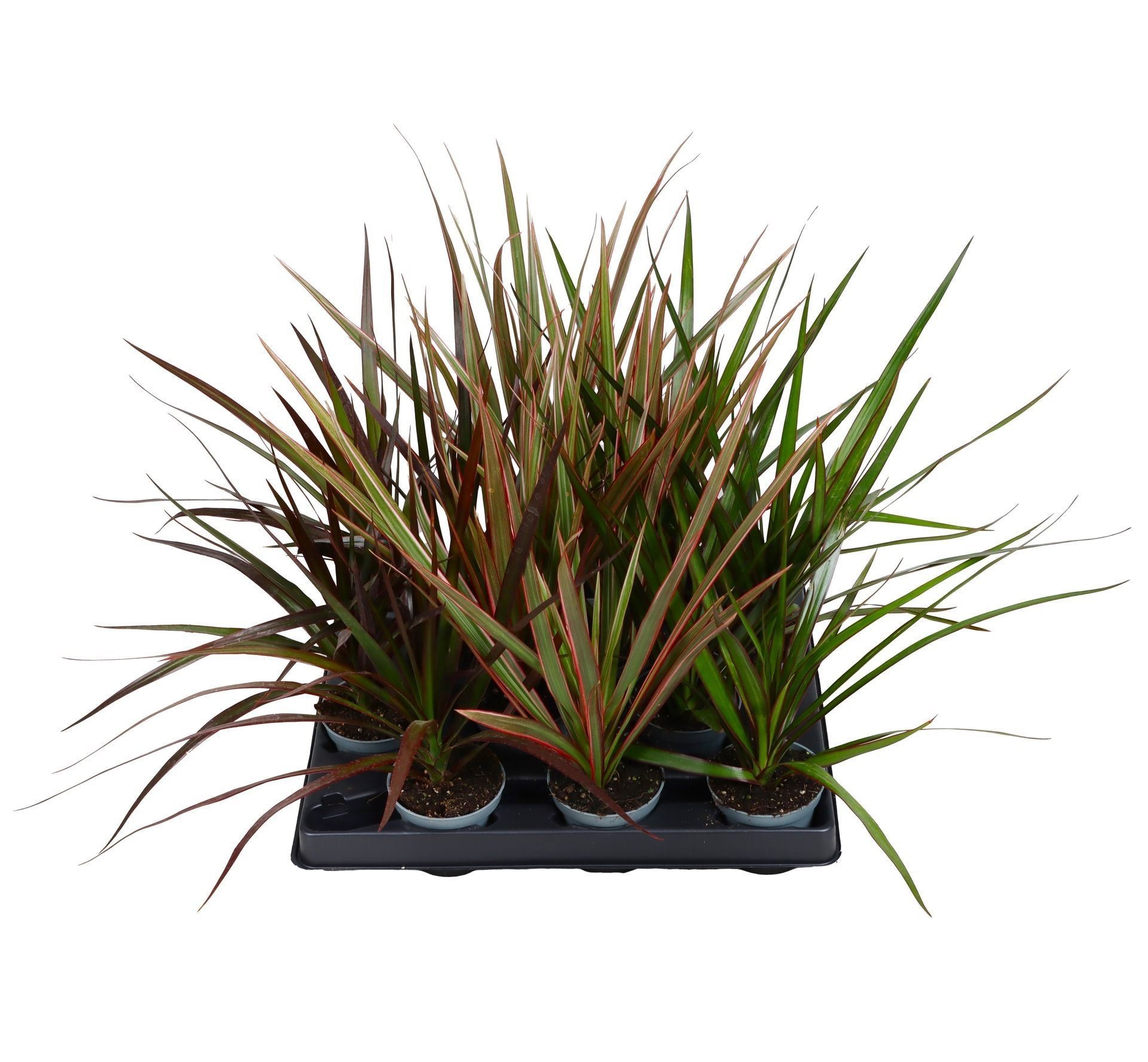 Dracaena Top Mix 6 cm, D 6