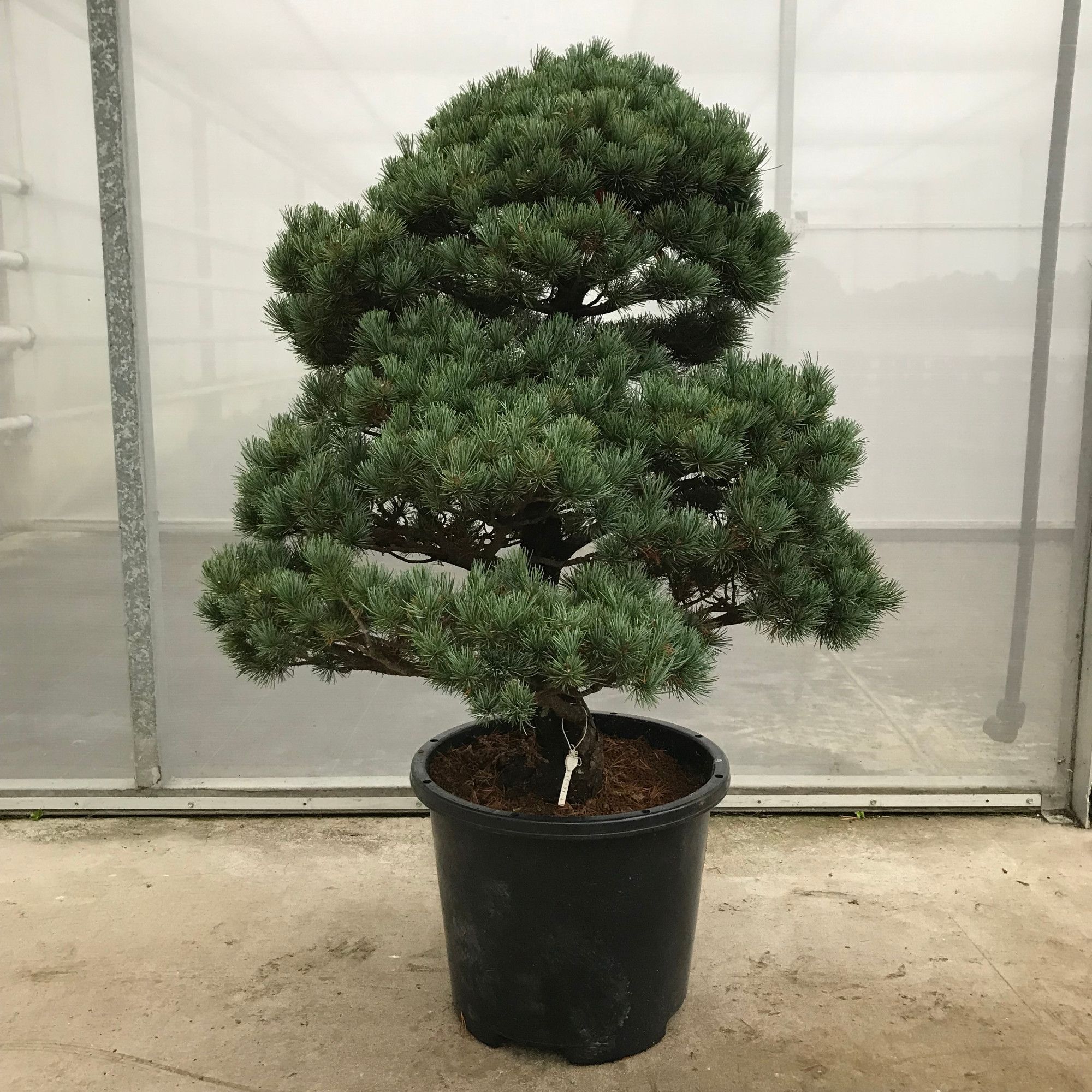Pinus Parviflora Garden Tree 'E13' 39 cm (herkomst: Japan), D 39