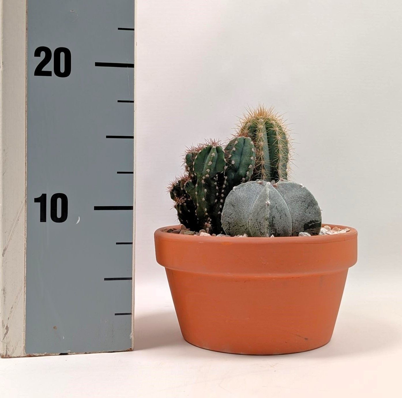 Cactus mix 15,0 cm arrangement, D 15