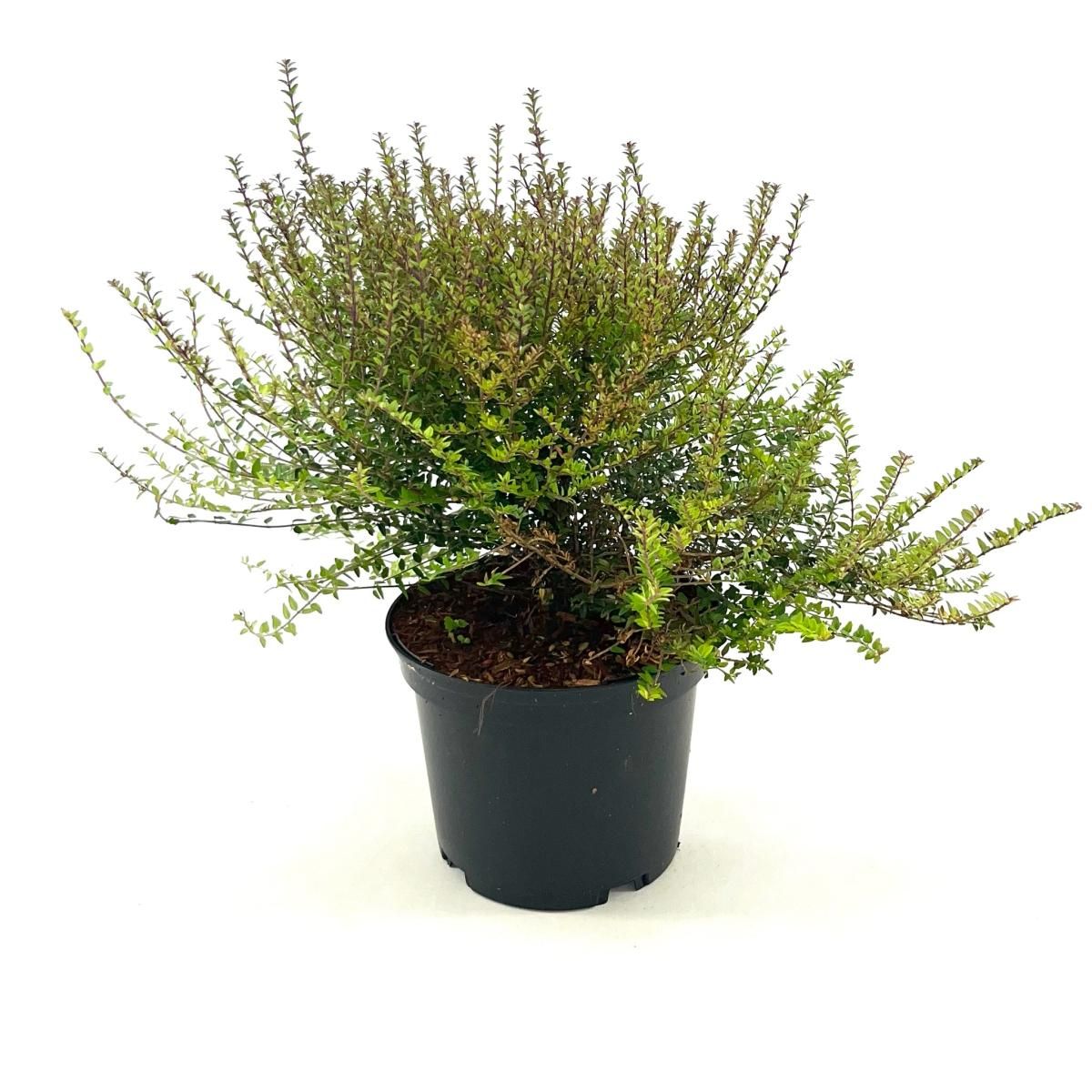 Lonicera nit. Tidy Tips, D 17