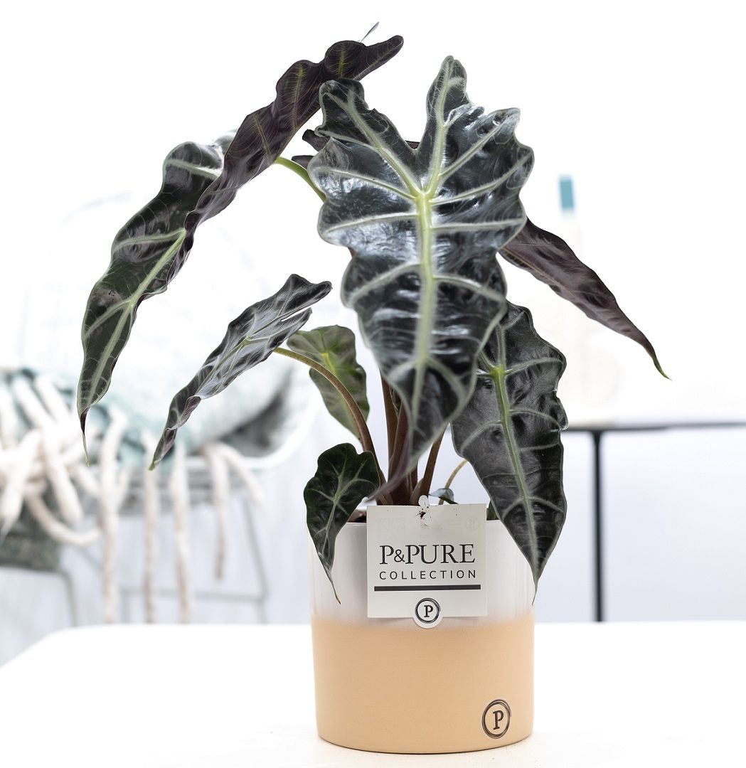 Alocasia Polly in P&PURE Rosy ceramics, D 12