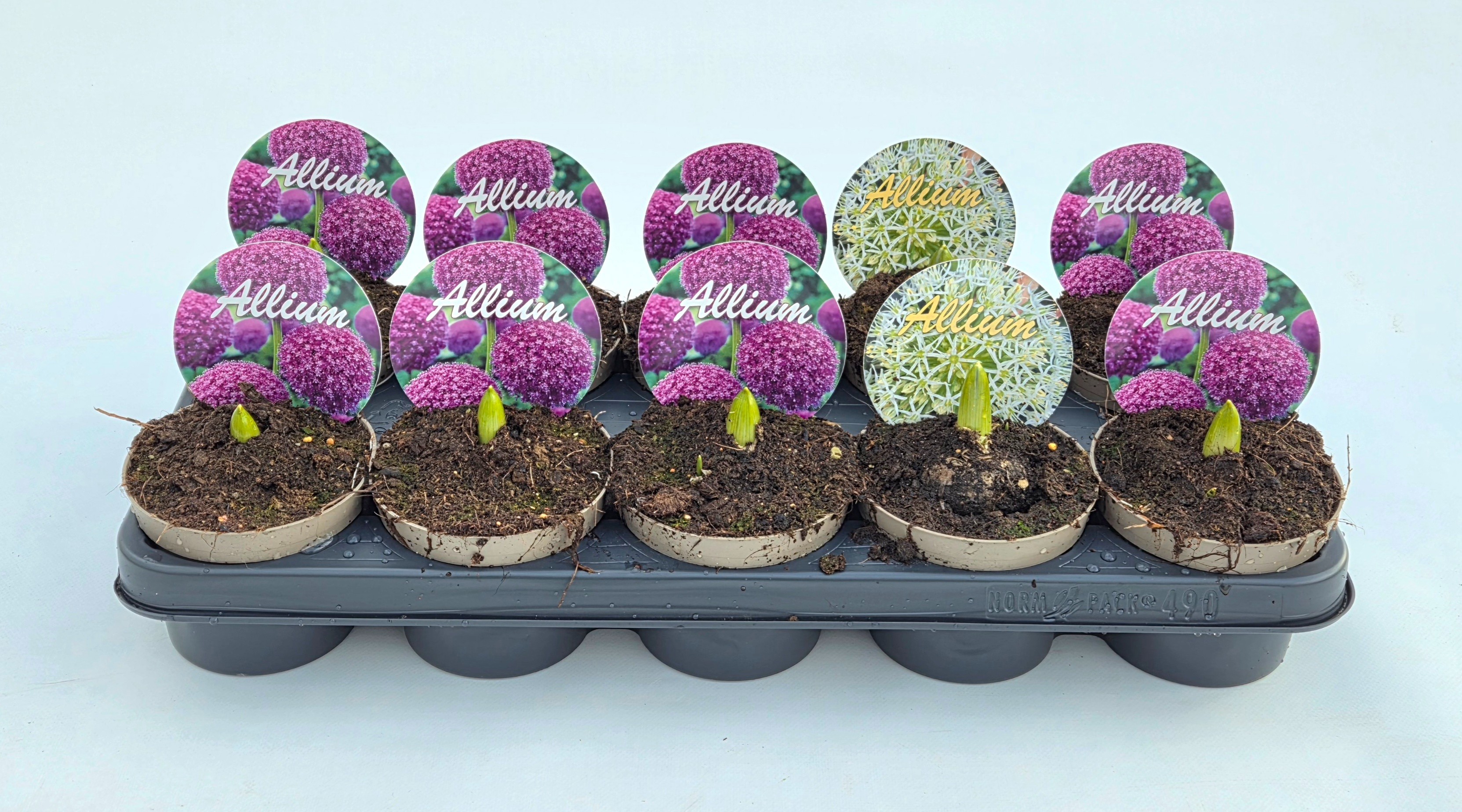 Allium Gladiator+Mt.Everest, D 12