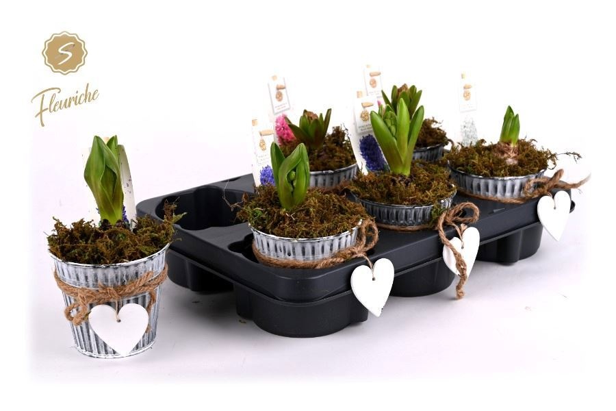 (DN353) Hyacint Zinc Bucket Heart, D 10