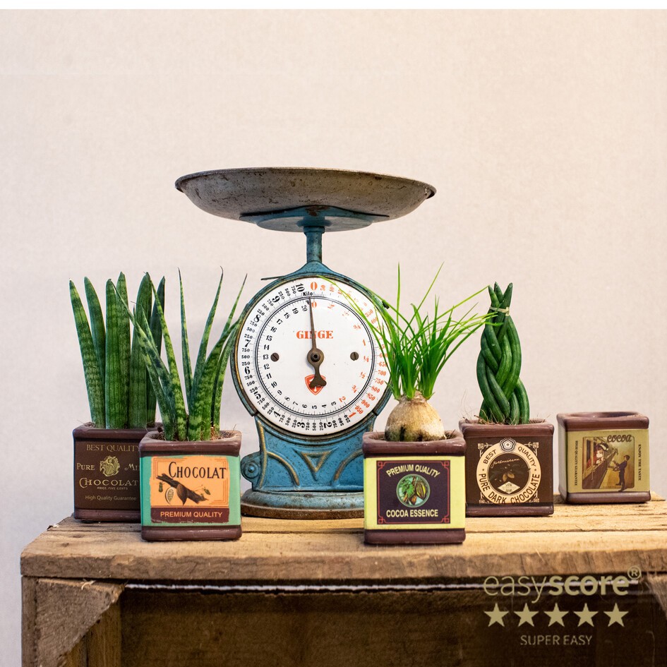 GREEN MIX 30603802 Chocolate, D 7