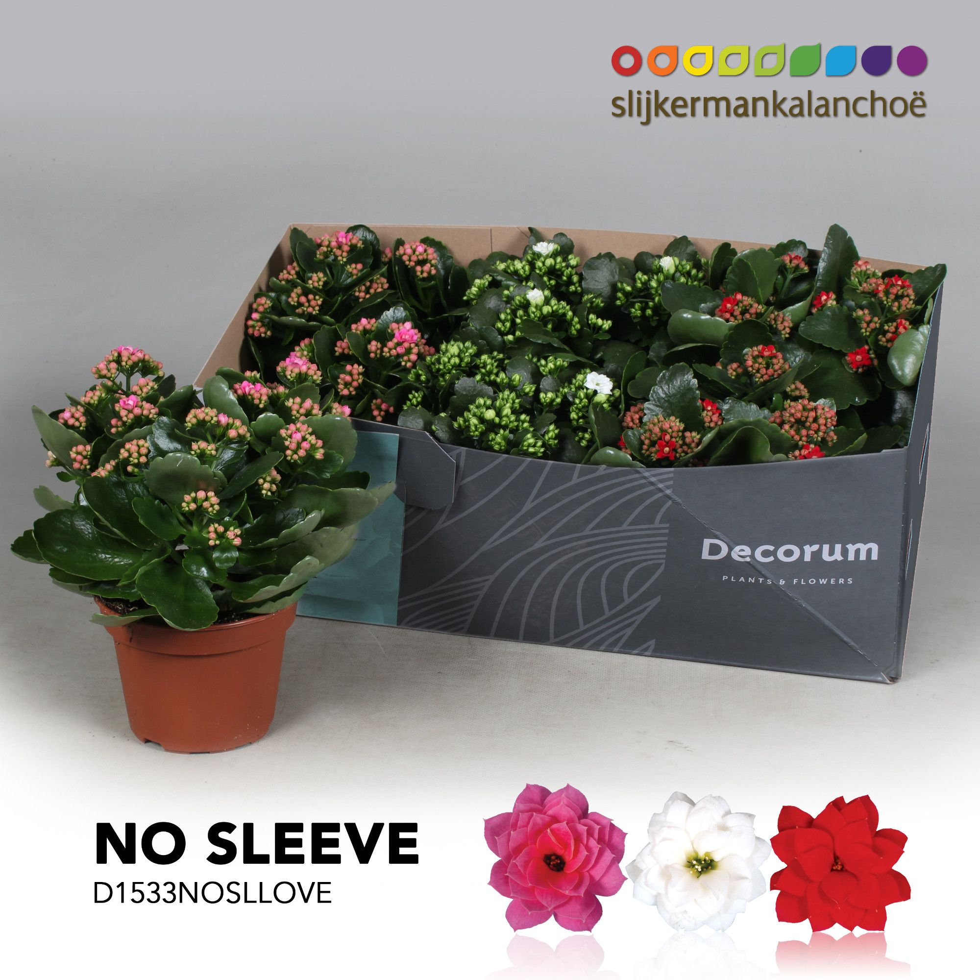 Kalanchoe No Sleeve - LOVE mix, D 15