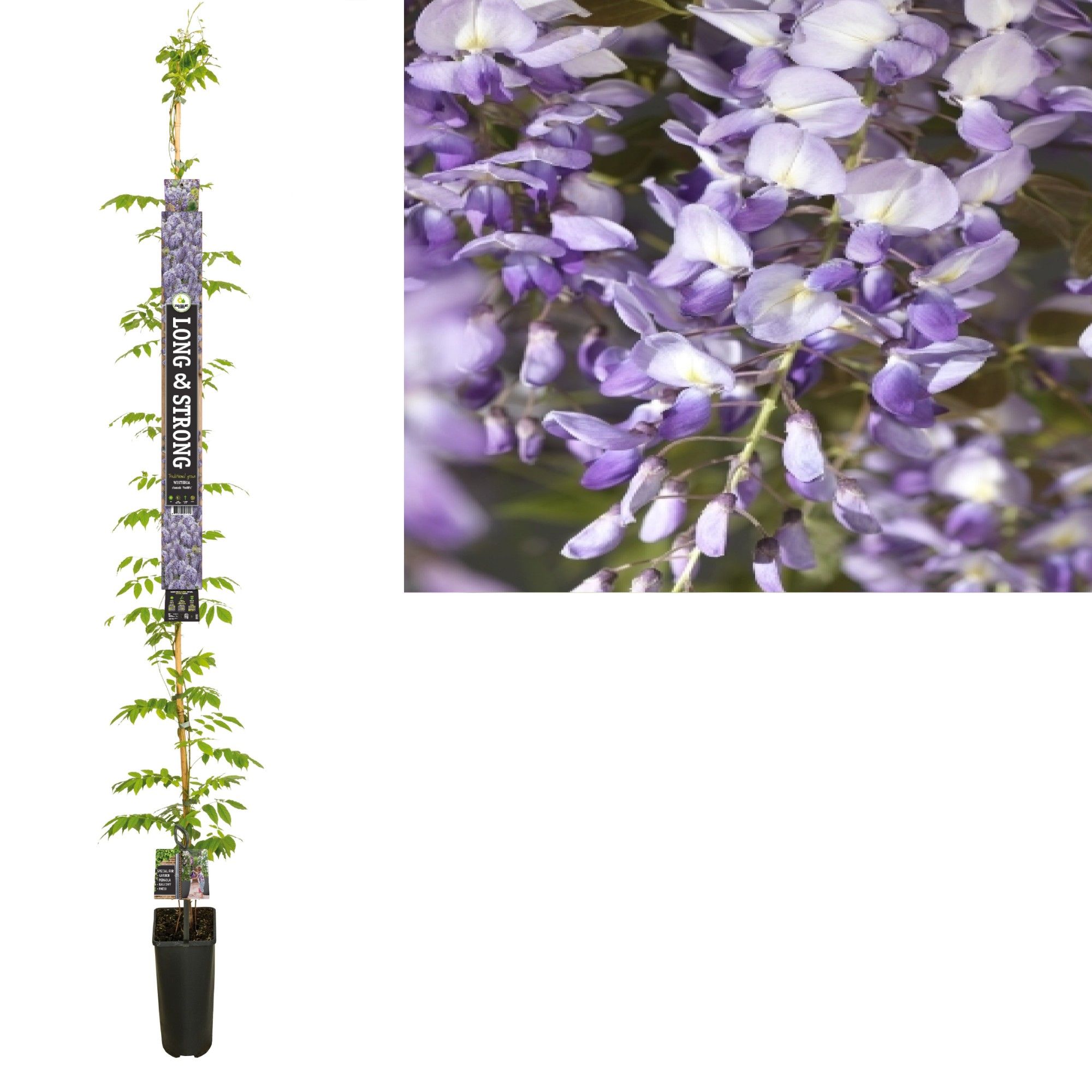 Wisteria sinensis 'Prolific' +Long & strong label, D 23