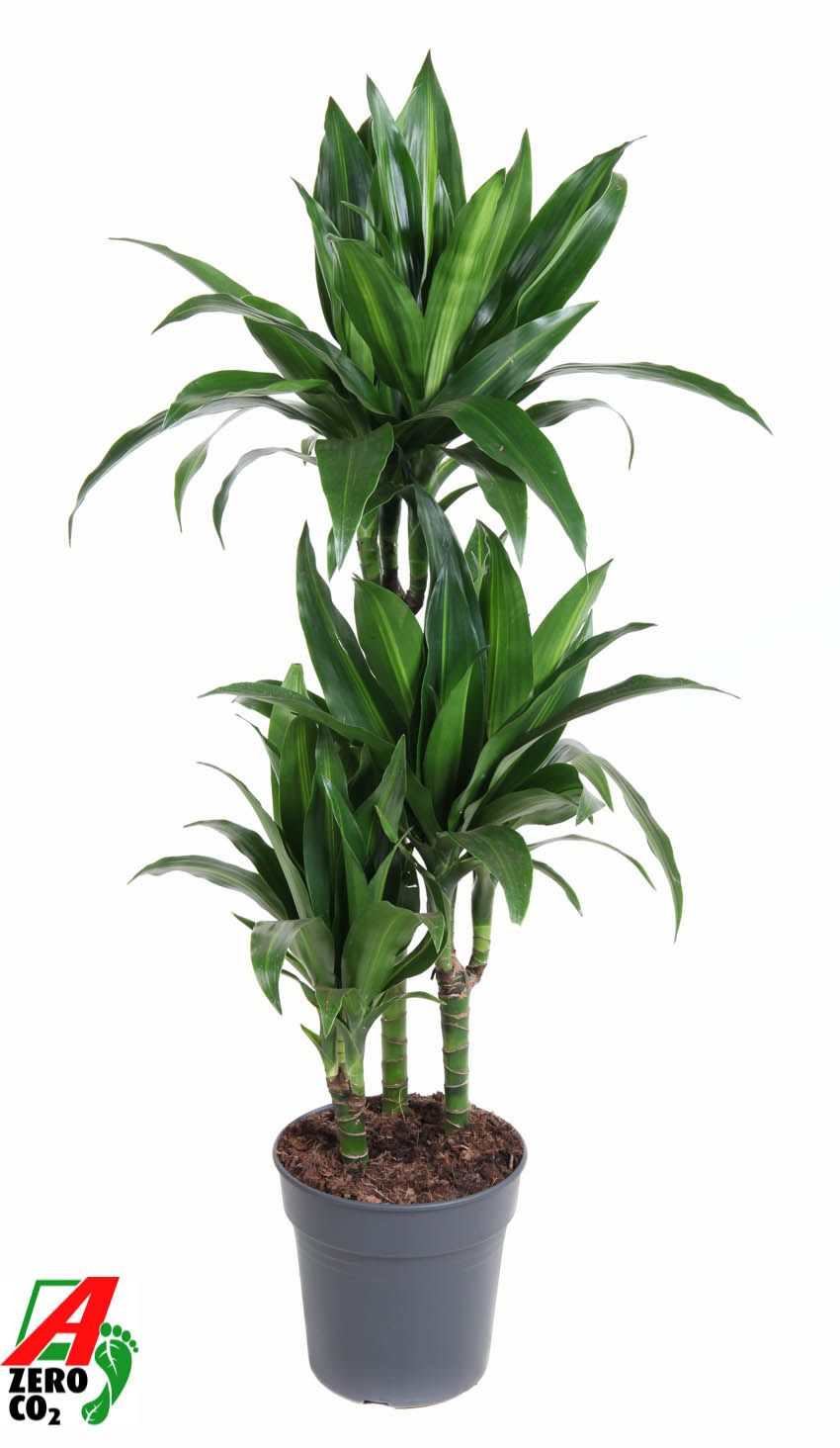 Dracaena Paloma 60-30-15, D 21