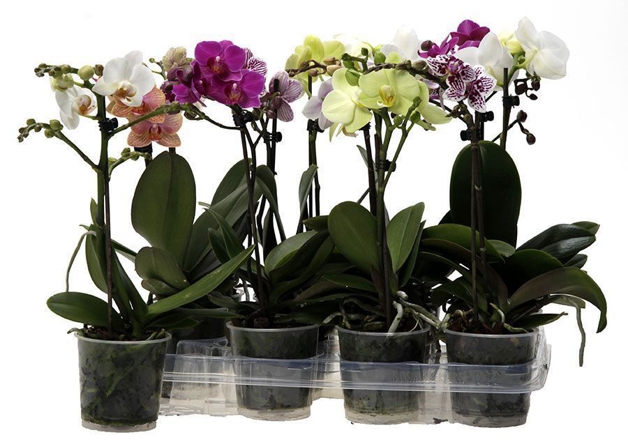 Kolibri Orchids Phalaenopsis Mix 1 spike no label, D 9
