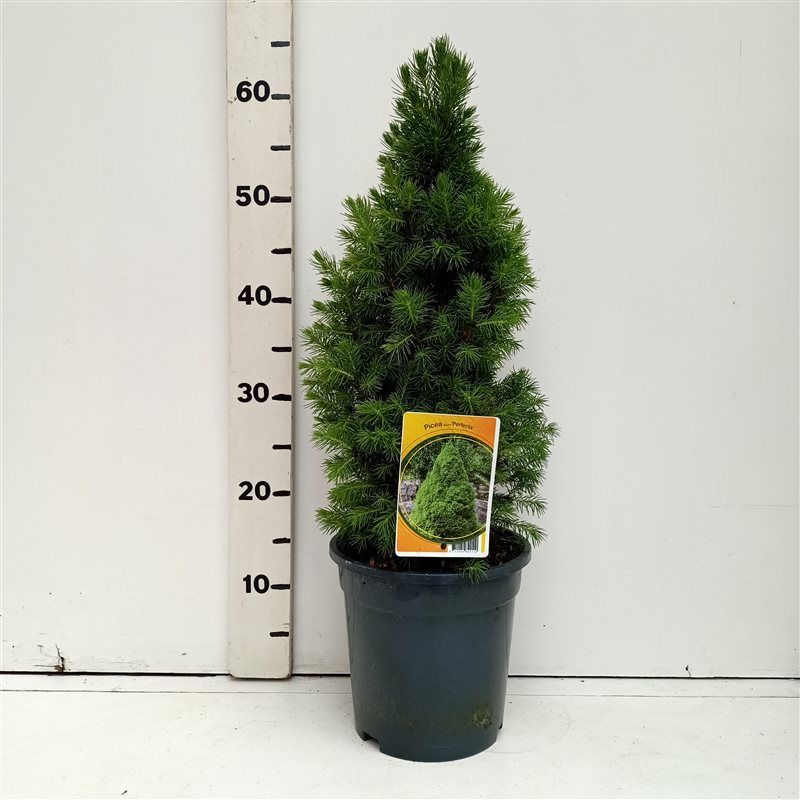 Picea glauca Perfecta, D 19