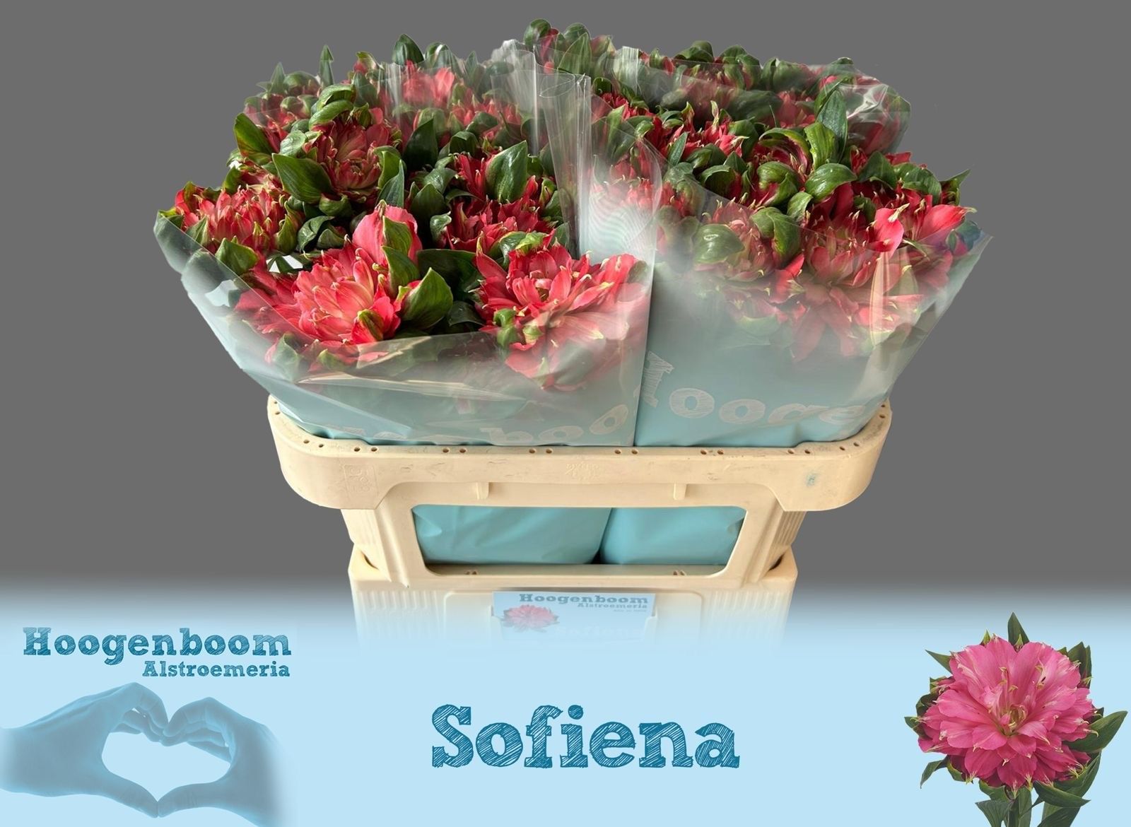 Альстромерия Фэшниста Софиена (ярко-роз.), шт.