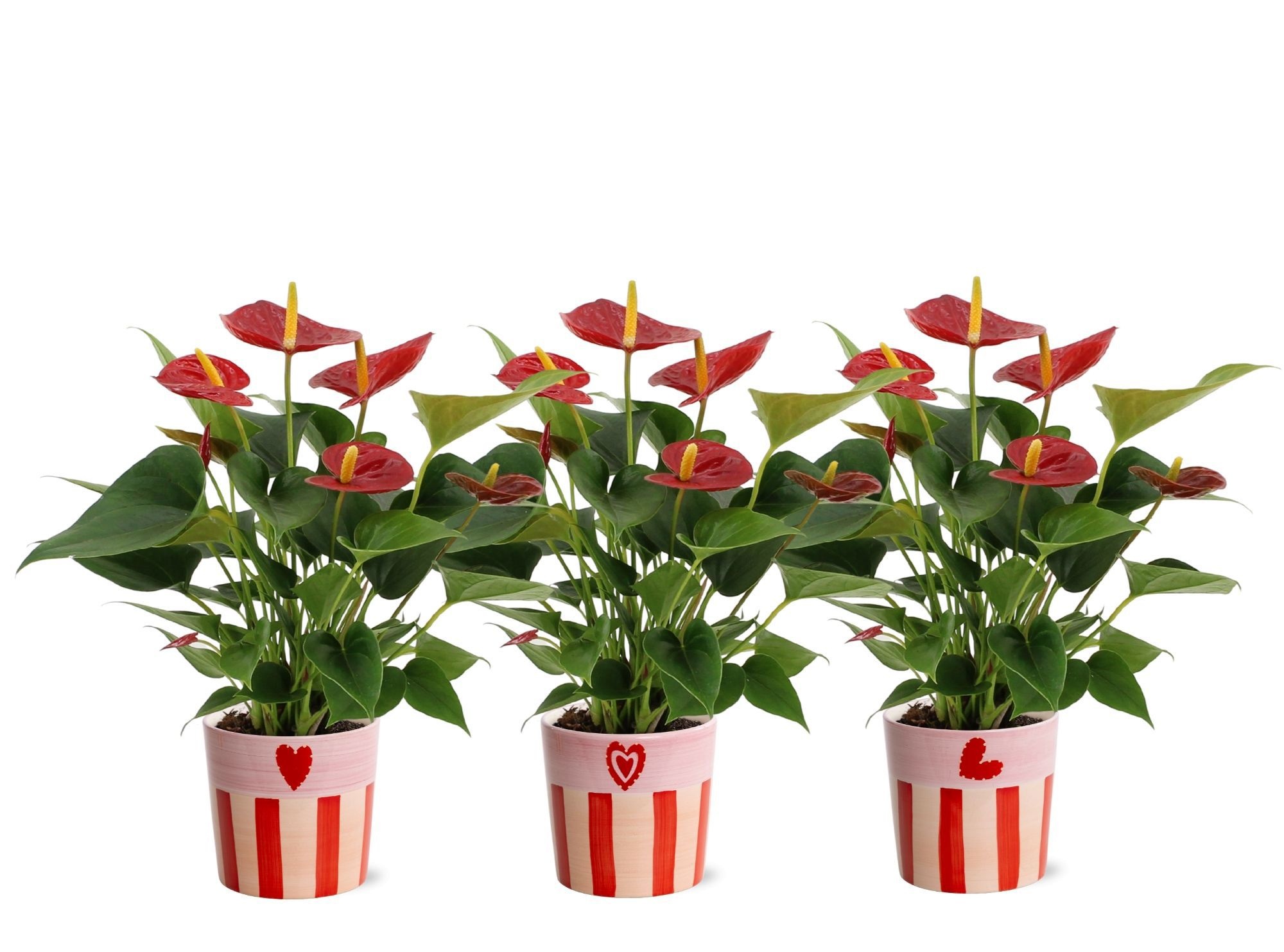 Anthurium Success Red in Romee ceramics, D 12