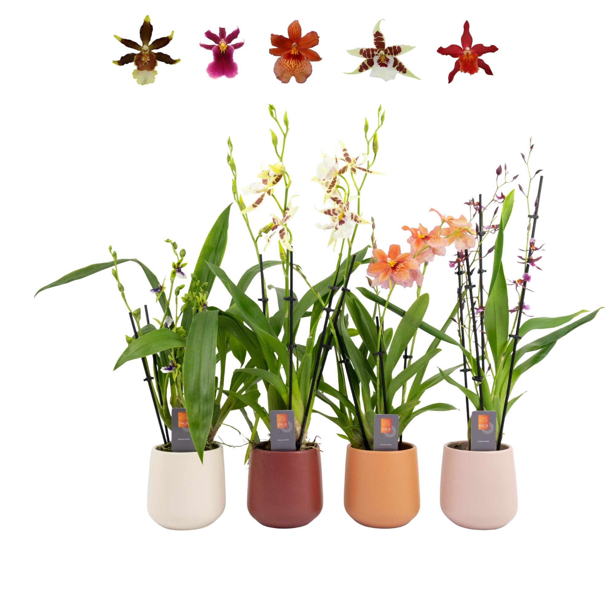 Inca Orchid mix 3+ spike De Luxe in ceramics Ø11,5, D 9