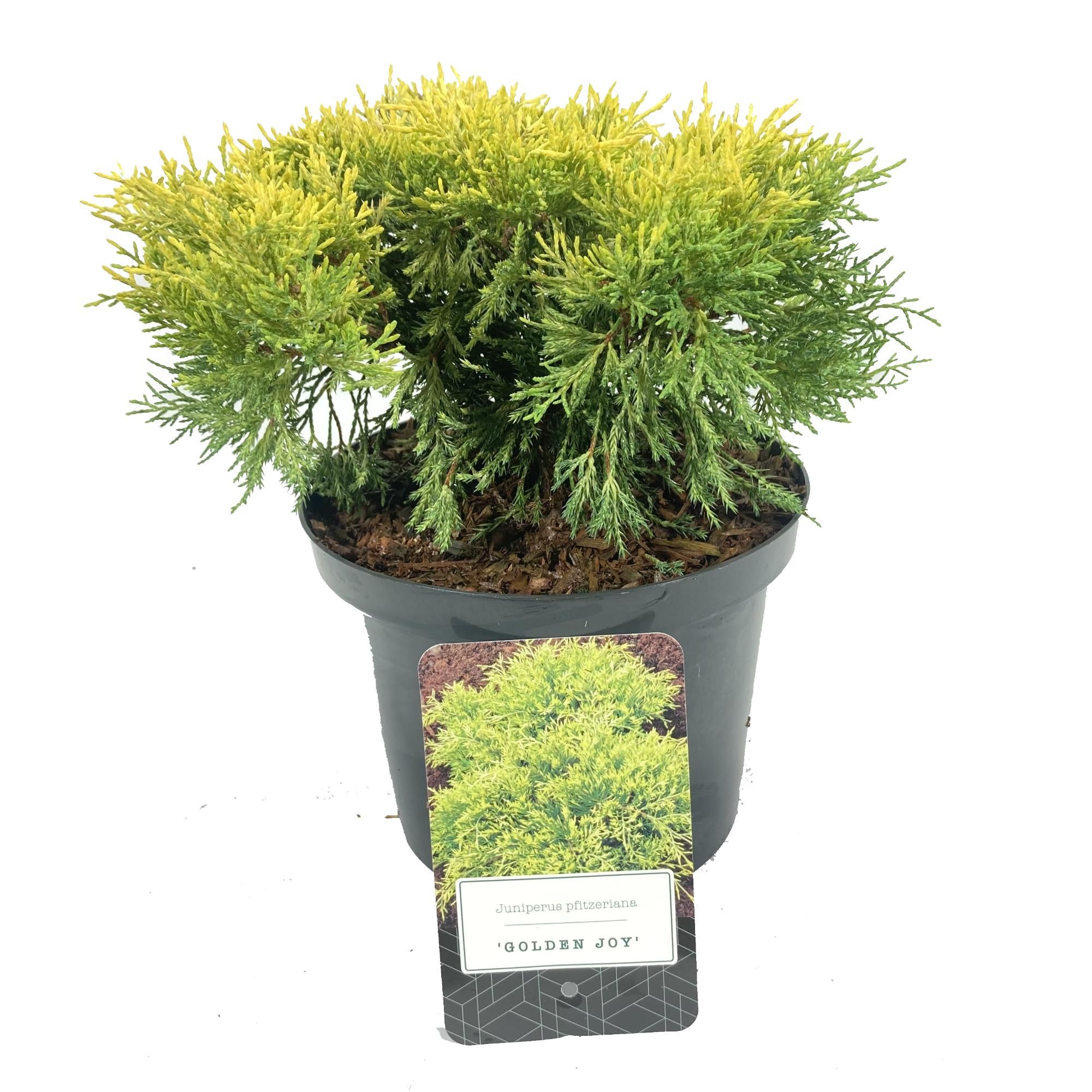 Juniperus pfitzeriana 'Golden Joy', D 18