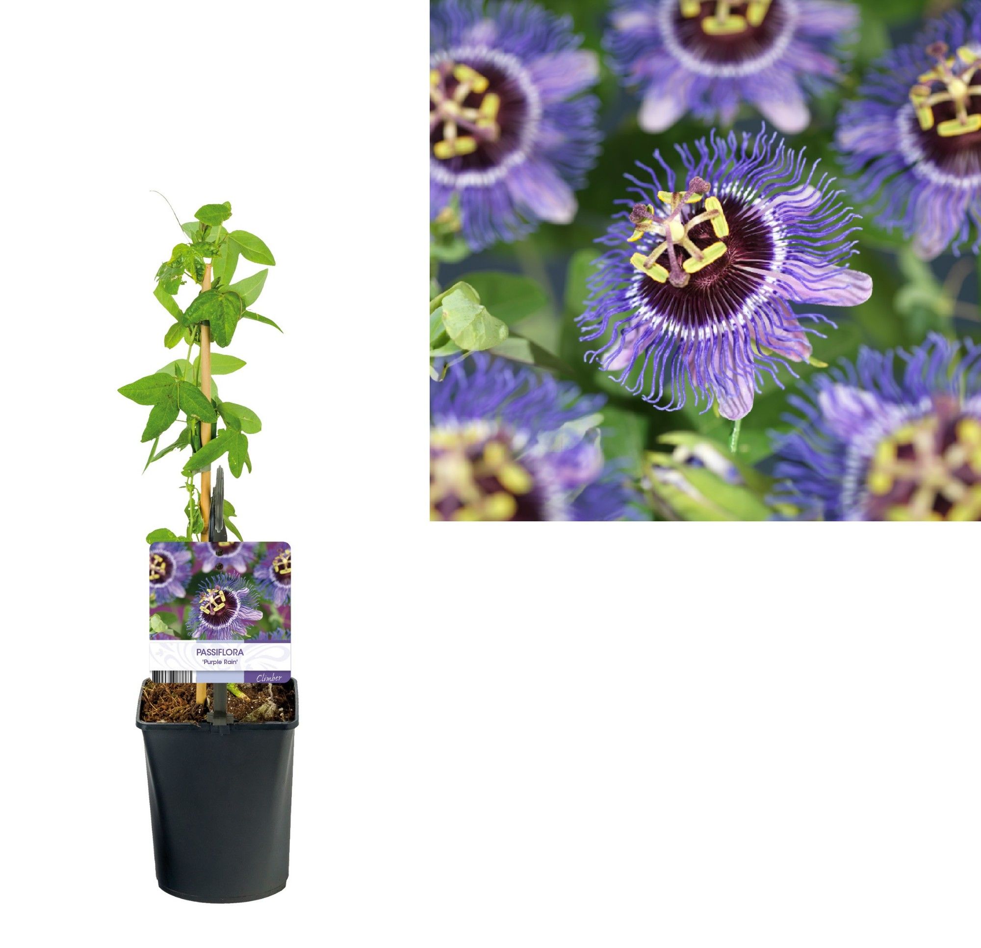 Passiflora 'Purple Rain' +light label, D 11
