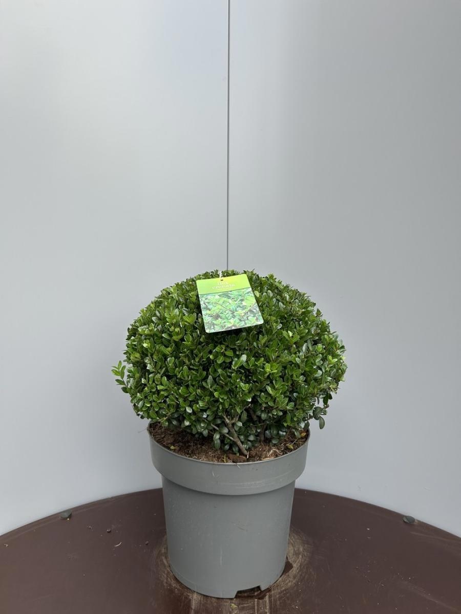 Ilex crenata 'Caroline Upright', bol, D 32