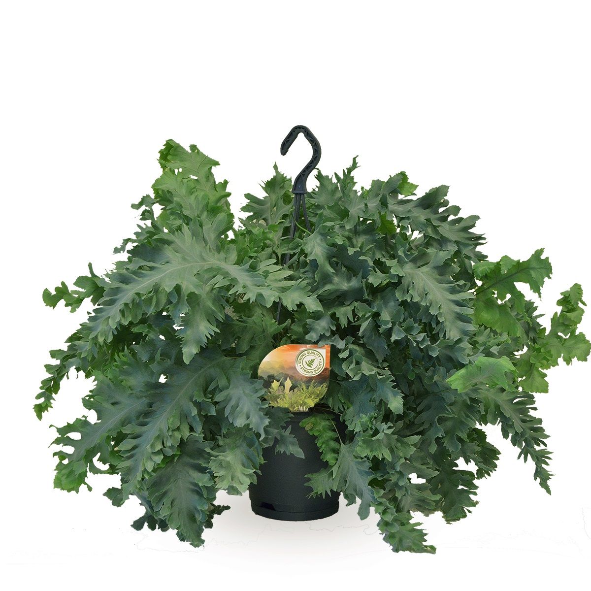 Phlebodium Davana hangpot, D 20