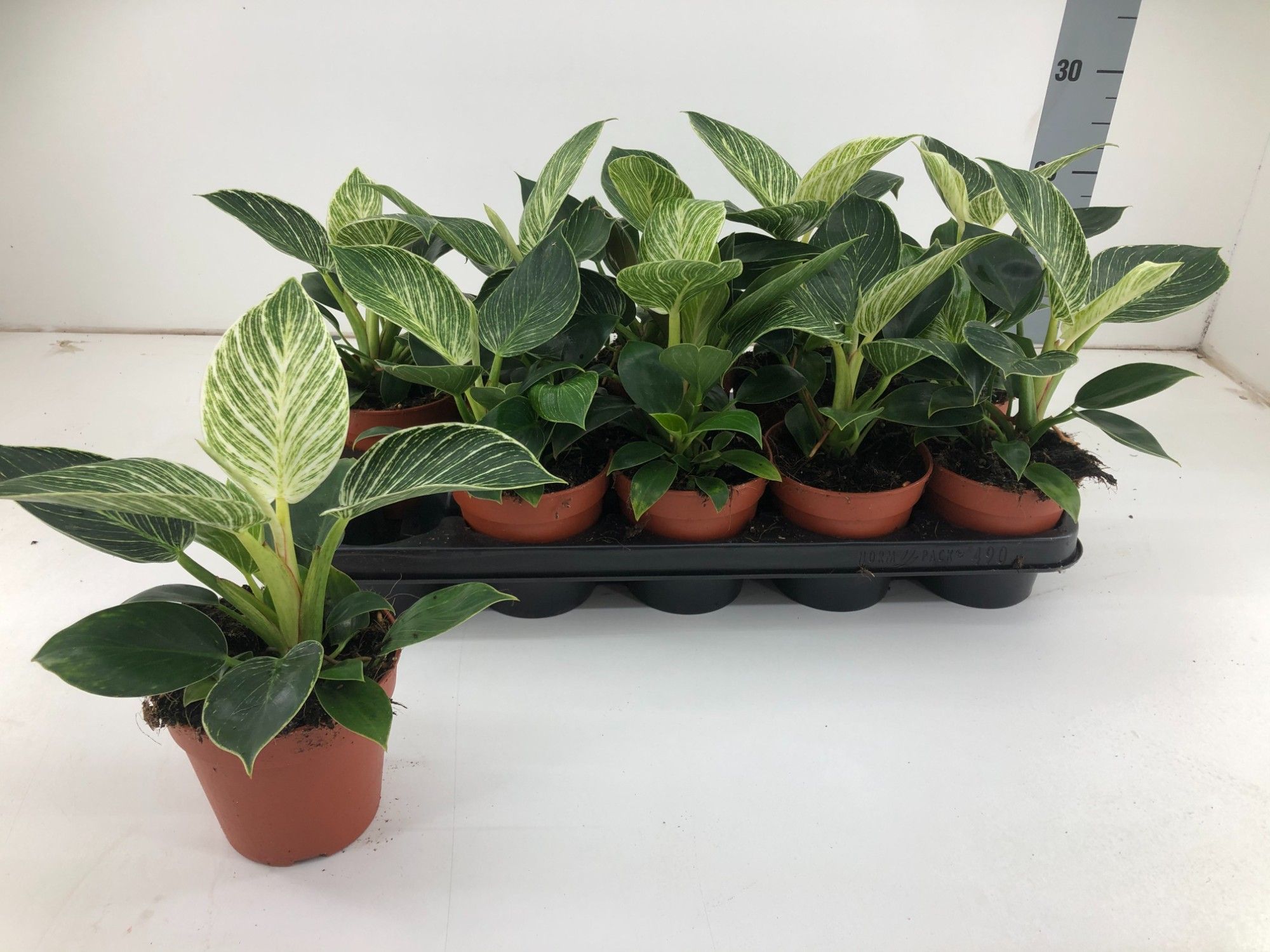 Philodendron 'Birkin', D 12