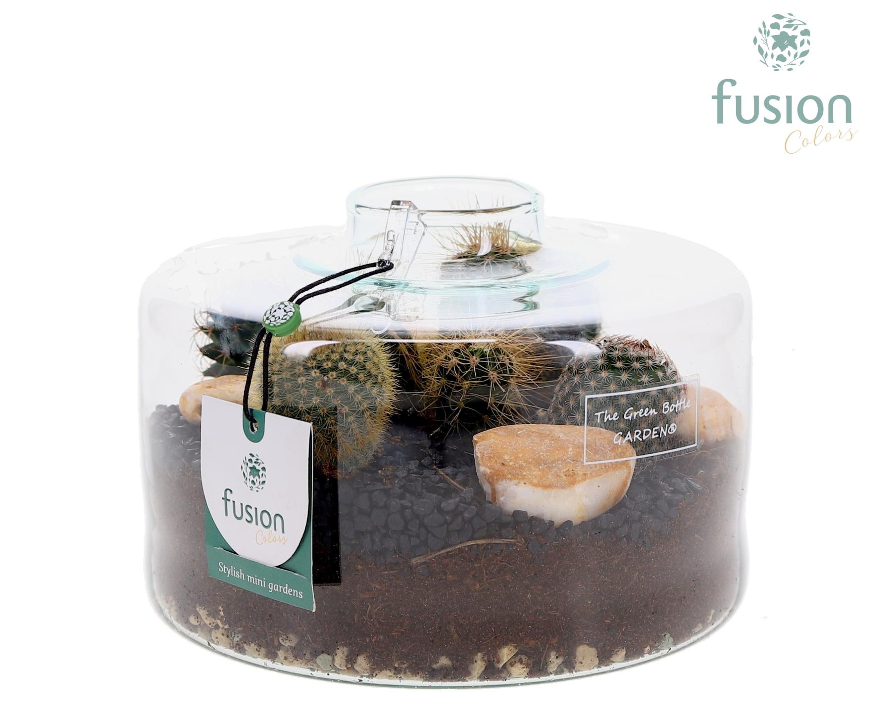 Green Bottle Kyra Medium met Cactussen arrangement, D 19