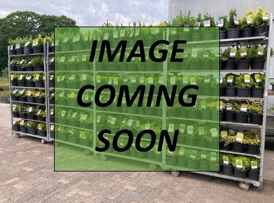 Microbiota decussata 'Clouded Carpet', D 18