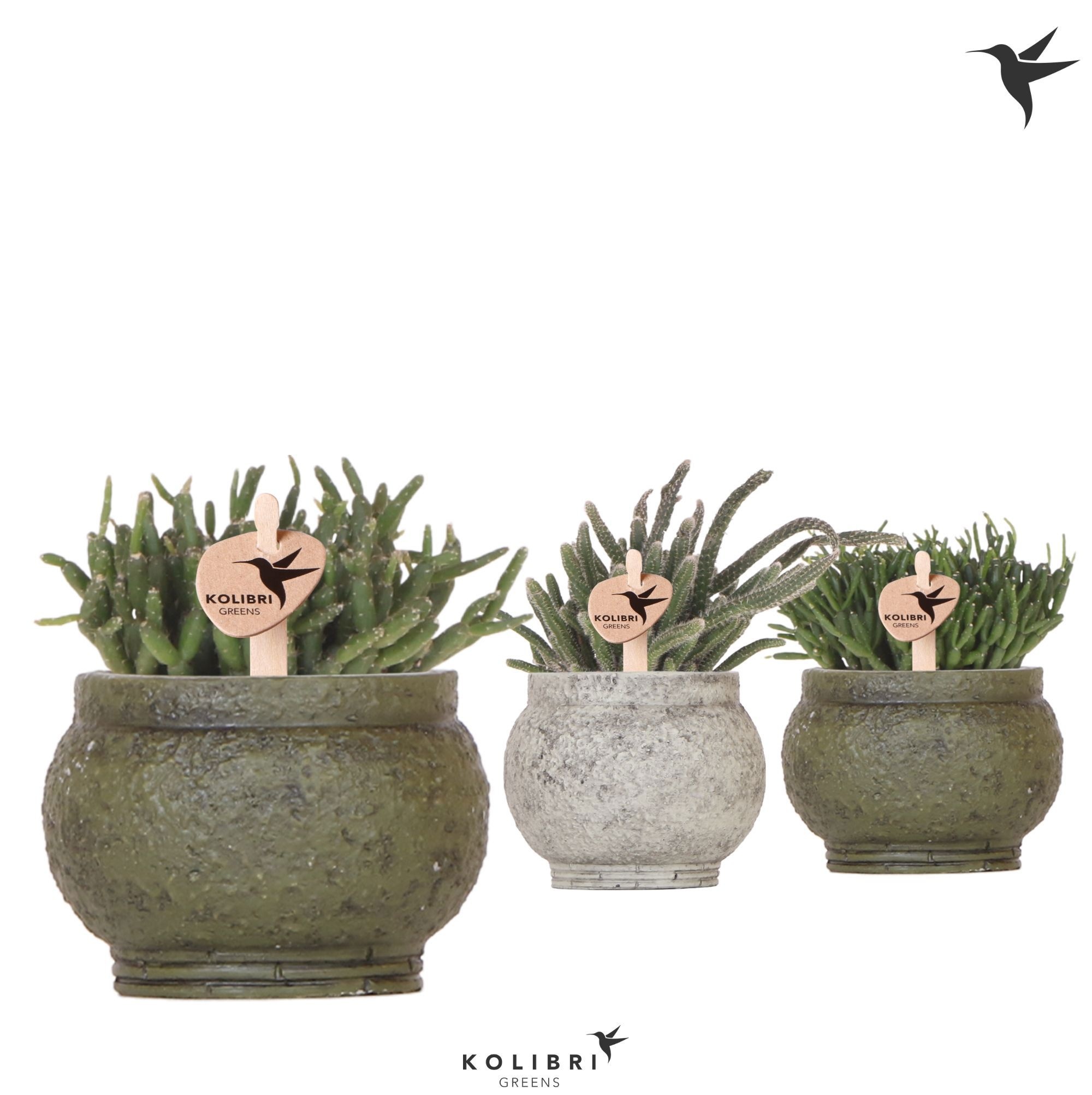 Kolibri Greens Rhipsalis mix in Anccient pot green mix, D 6