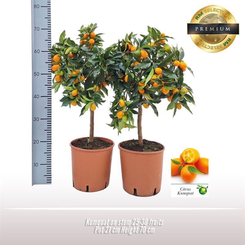 Kumquat op stam, D 21