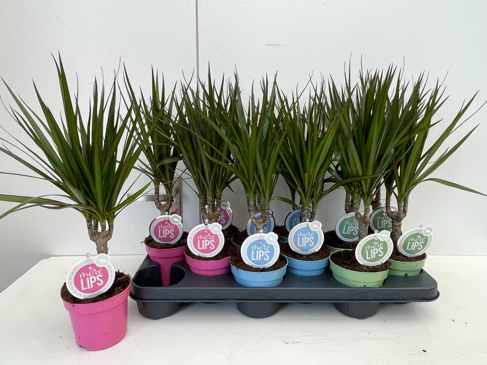 More Lips-Dracaena Marginata stam 10.5, D 10,5