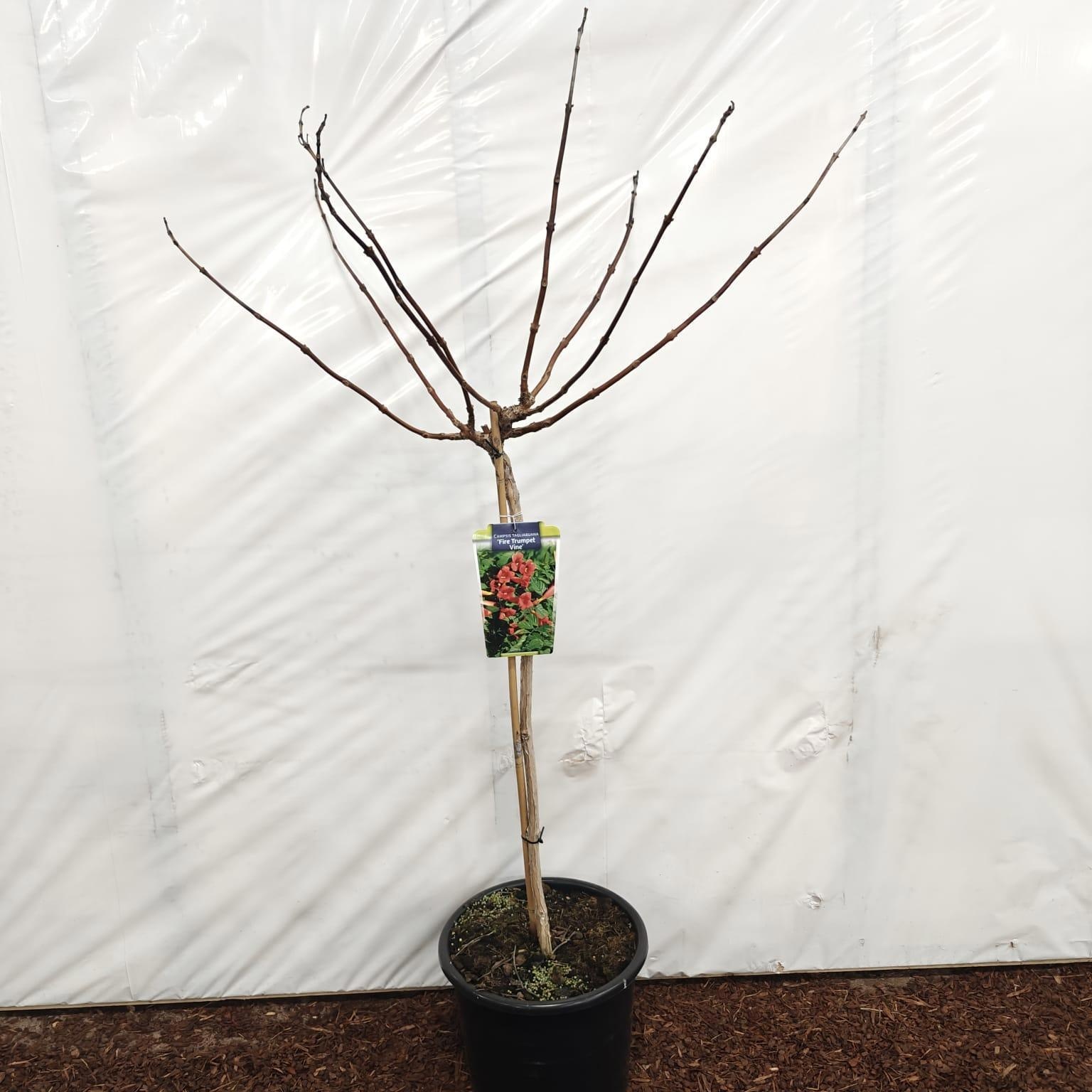 Campsis tagliabuana 'Fire Trumpet Vine' 80 stam, D 32
