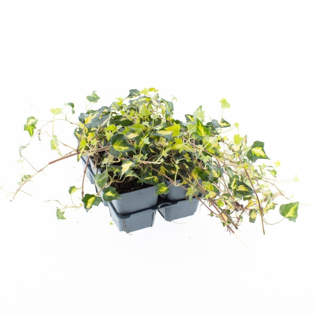 Hedera hel. 'Goldheart', D 9