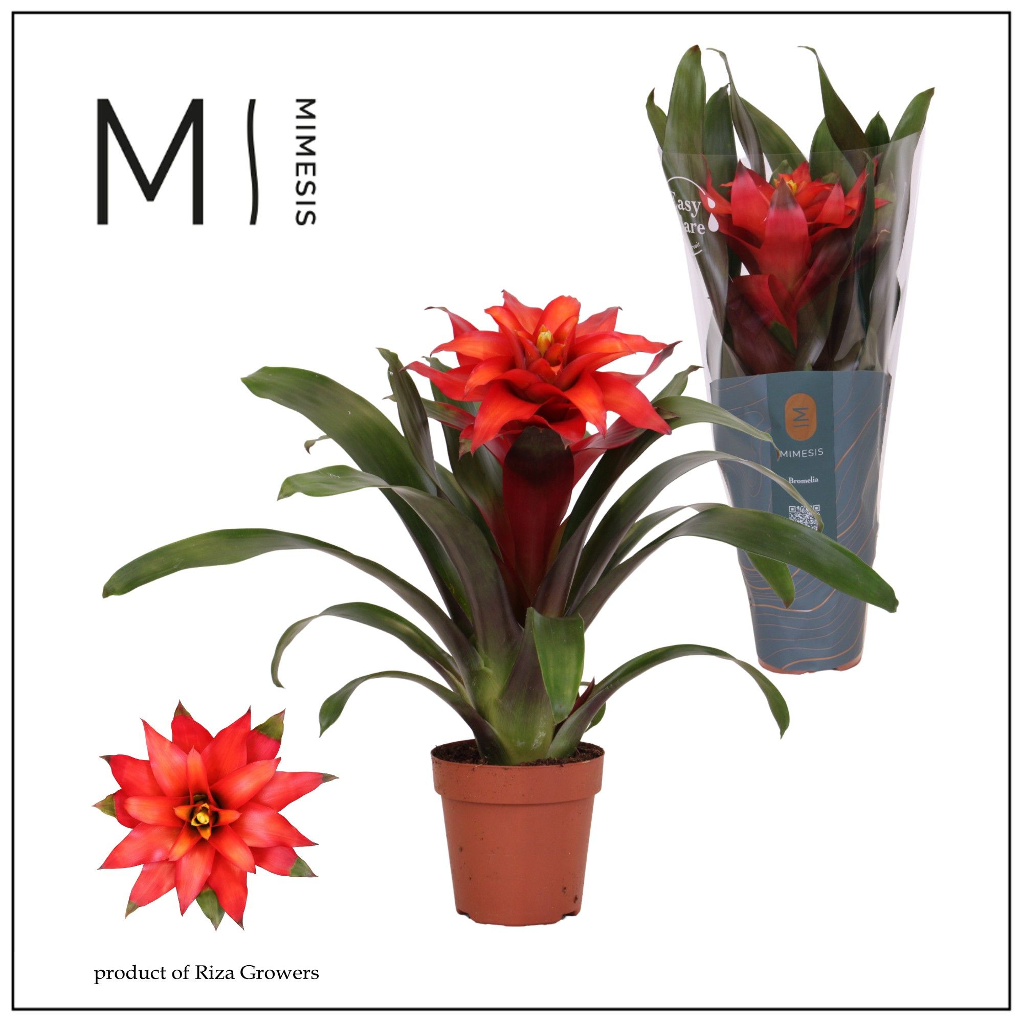 Guzmania Fiero Red - 12cm | Mimesis, D 12