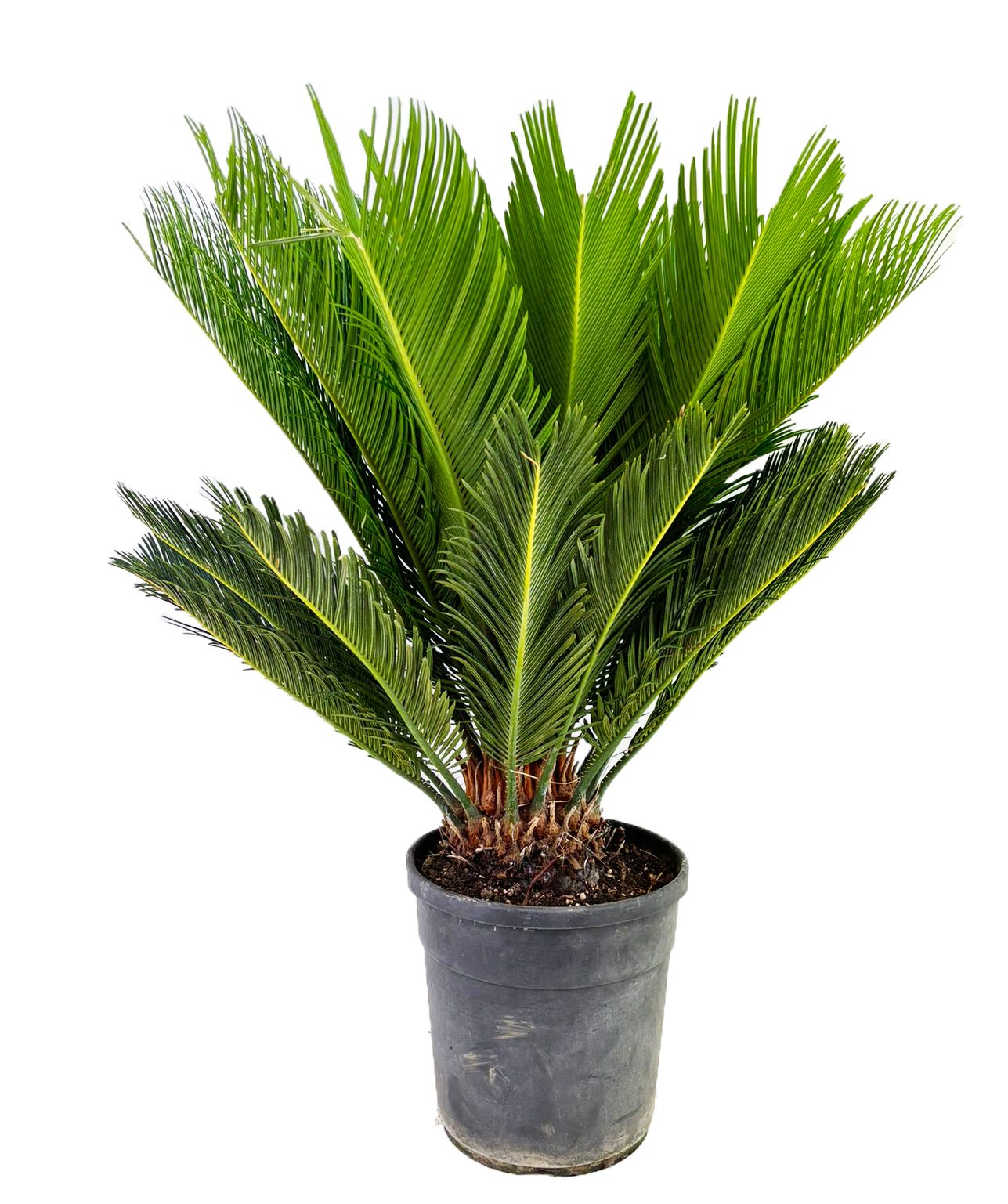 Cycas revoluta, D 24