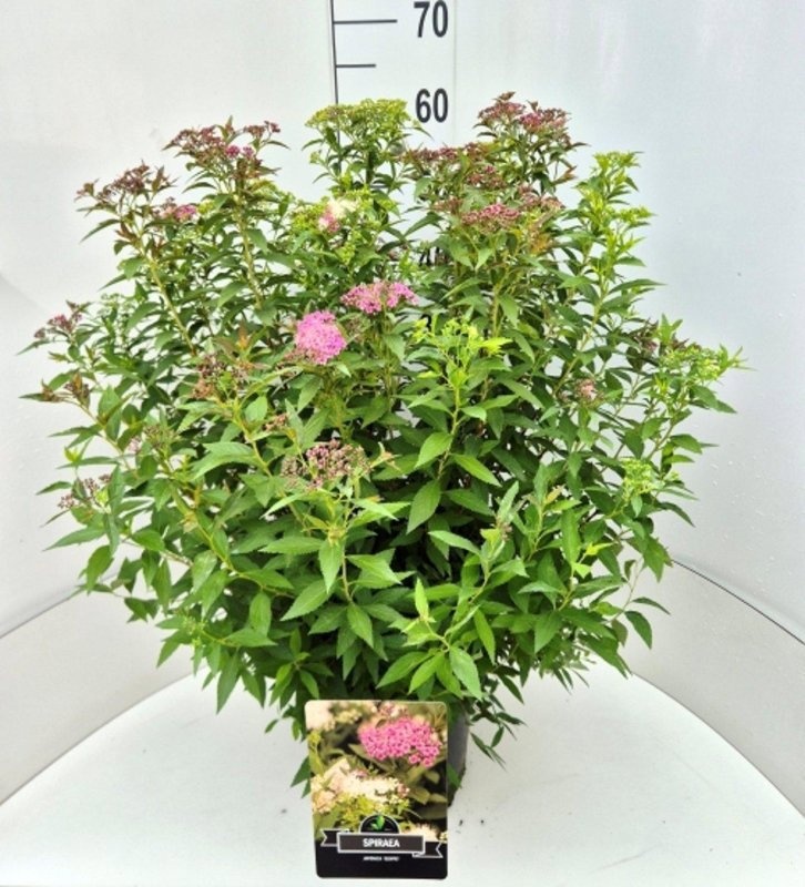 Spiraea jap. 'Genpei', D 29