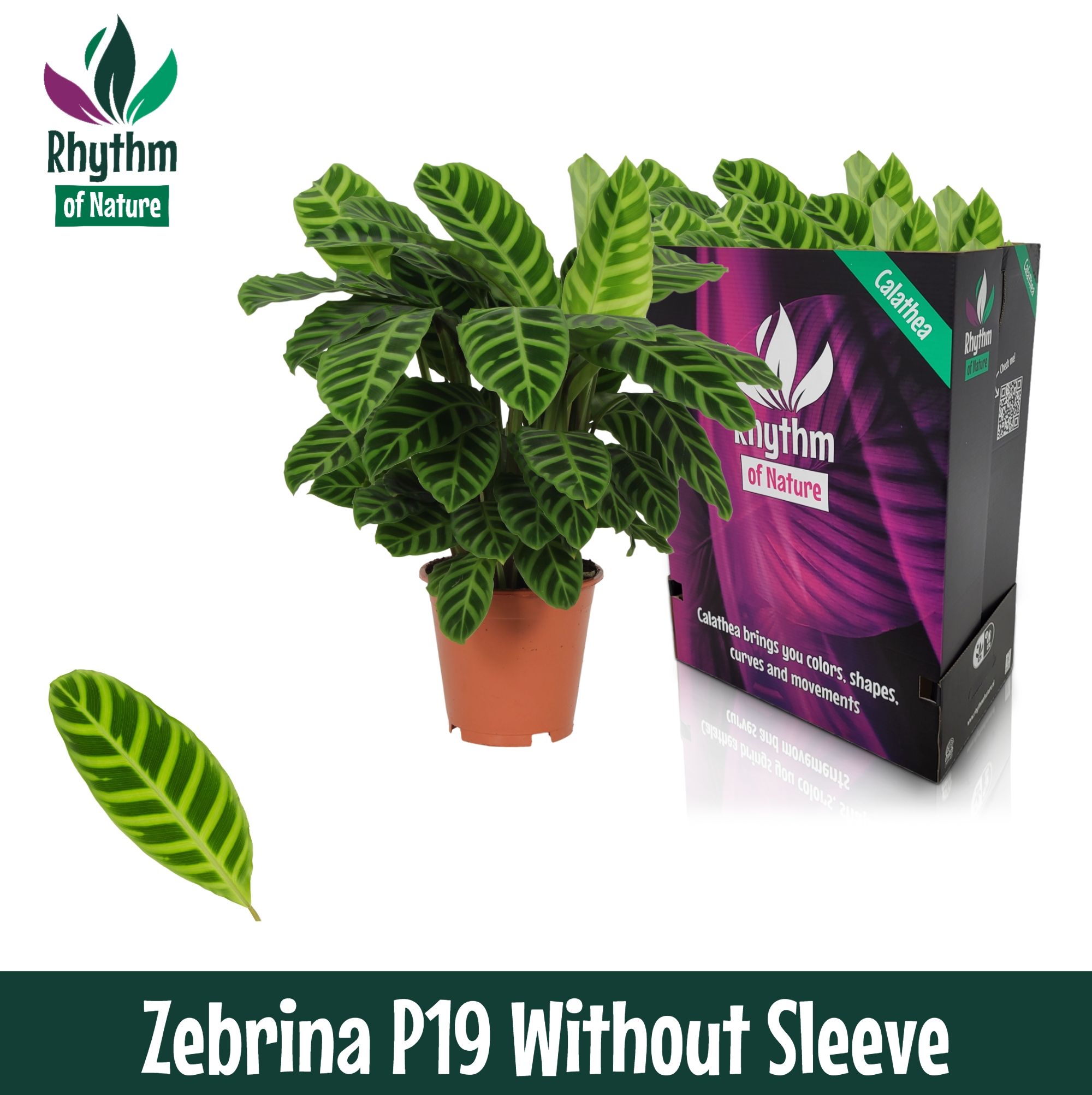 Calathea 19cm Zebrina - Rhythm of Nature zonder hoes, D 19