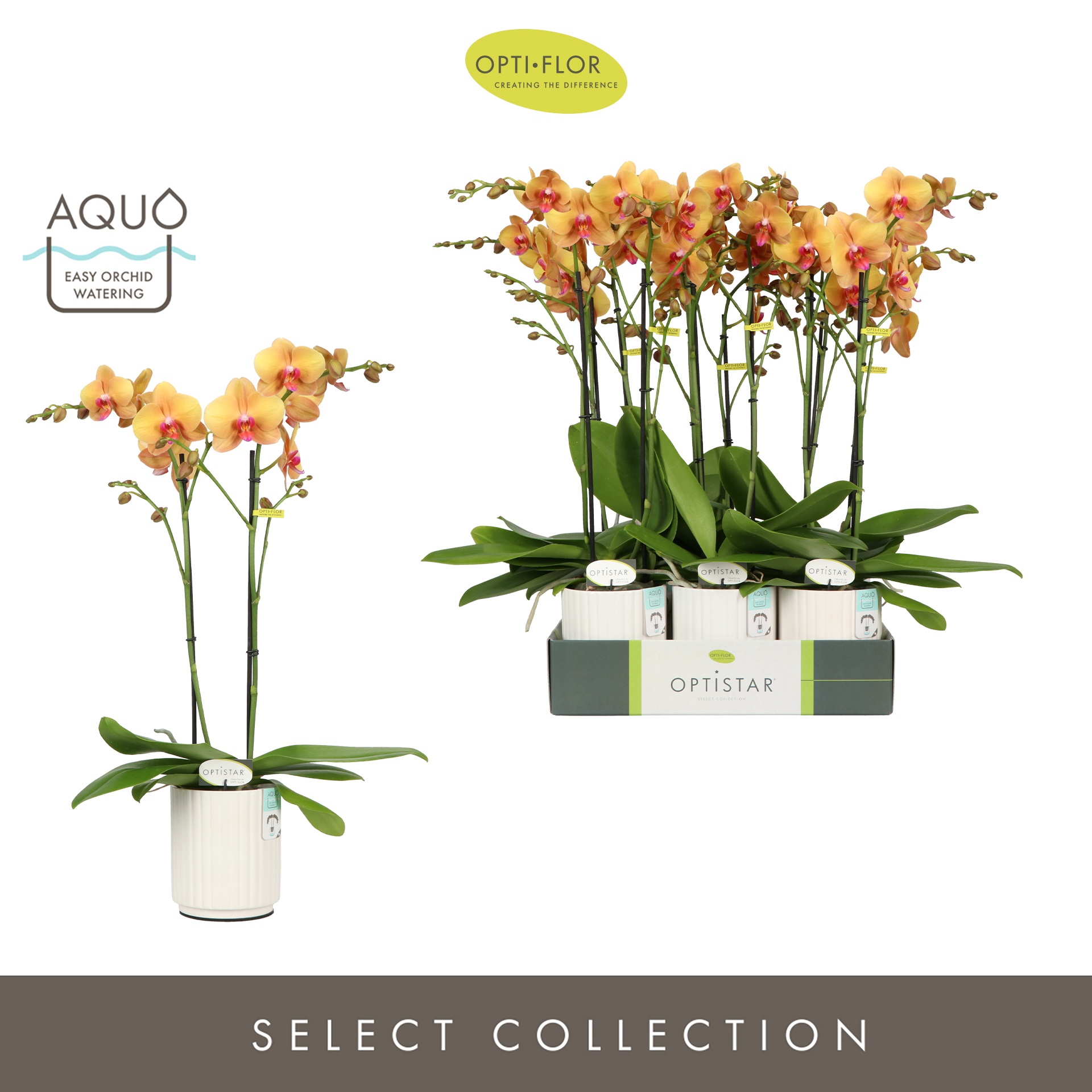 Optistar Deshi 2 spike in Molise White Aquo, D 12 cm