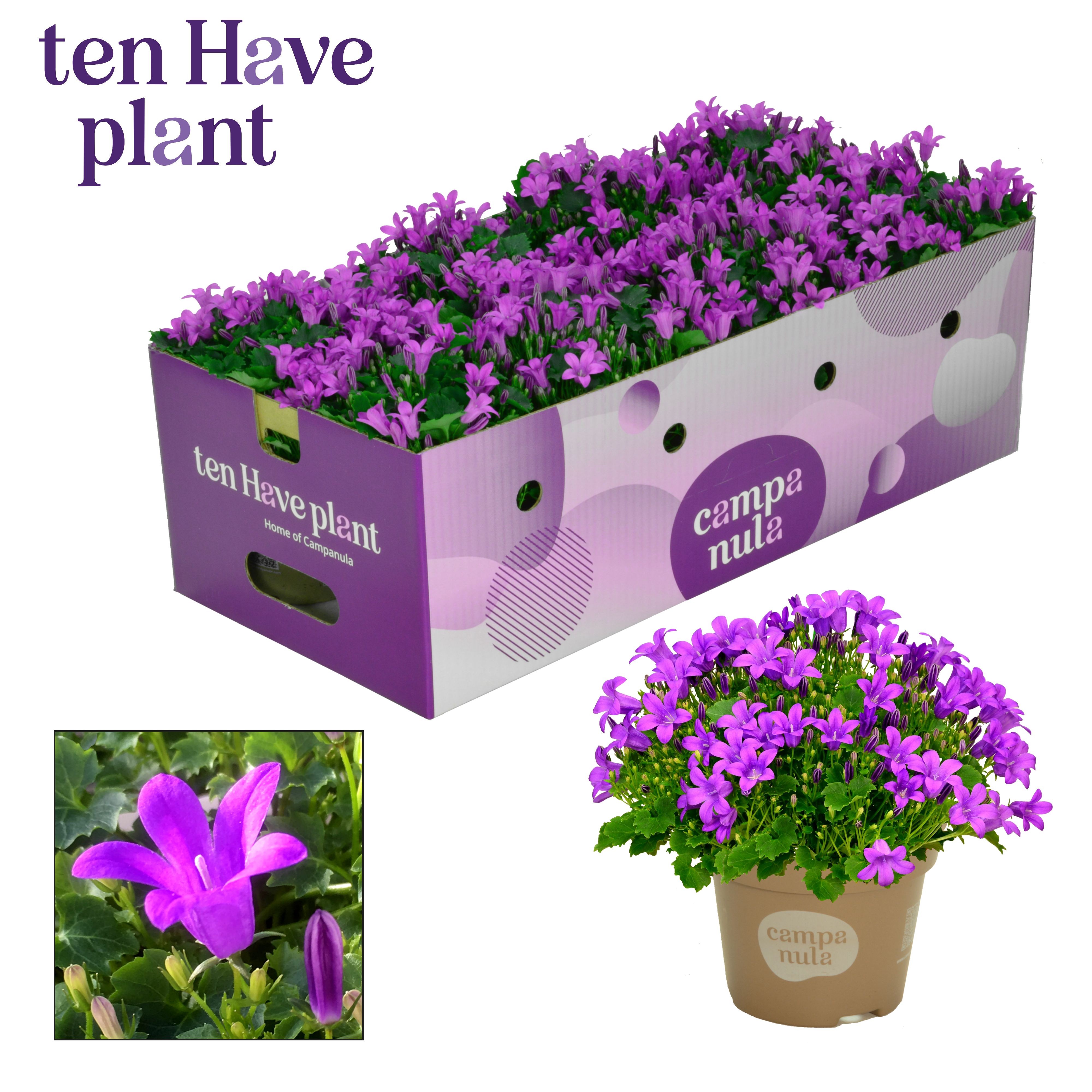 Campanula Porto Longlife Plantbox, D 11